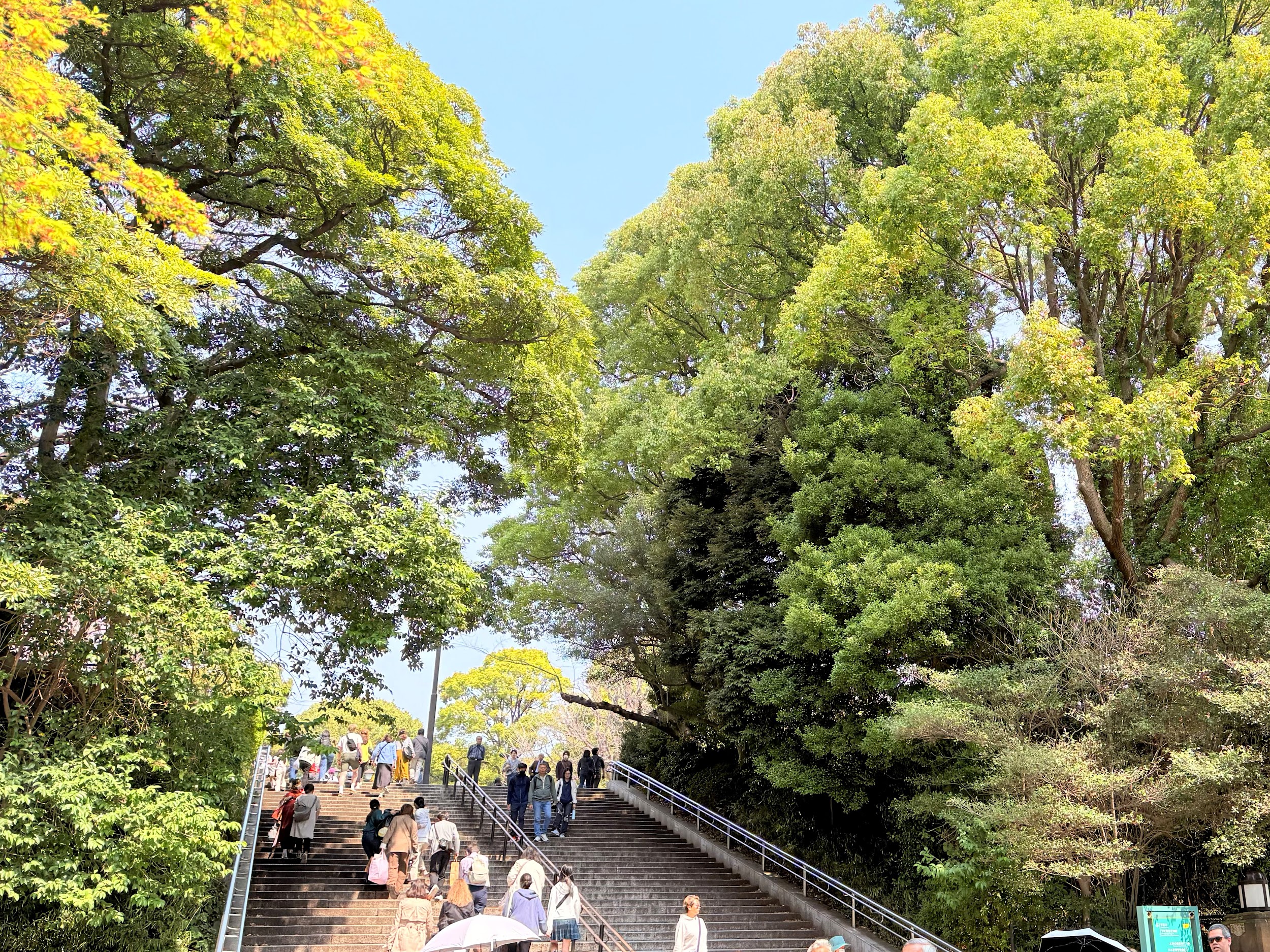 上野恩賜公園_イチョウやクスノキ