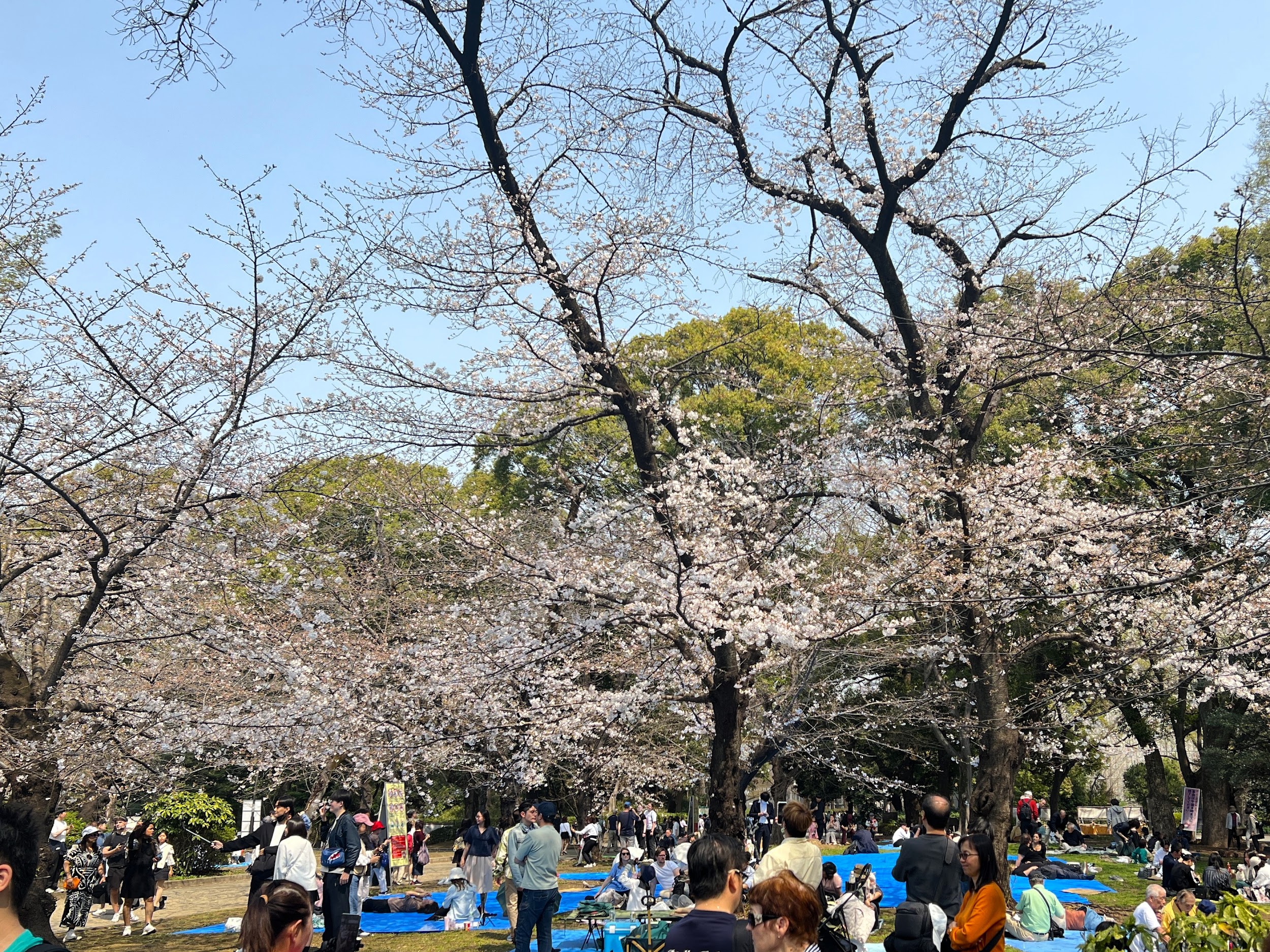 上野恩賜公園_うえの桜フェスタ