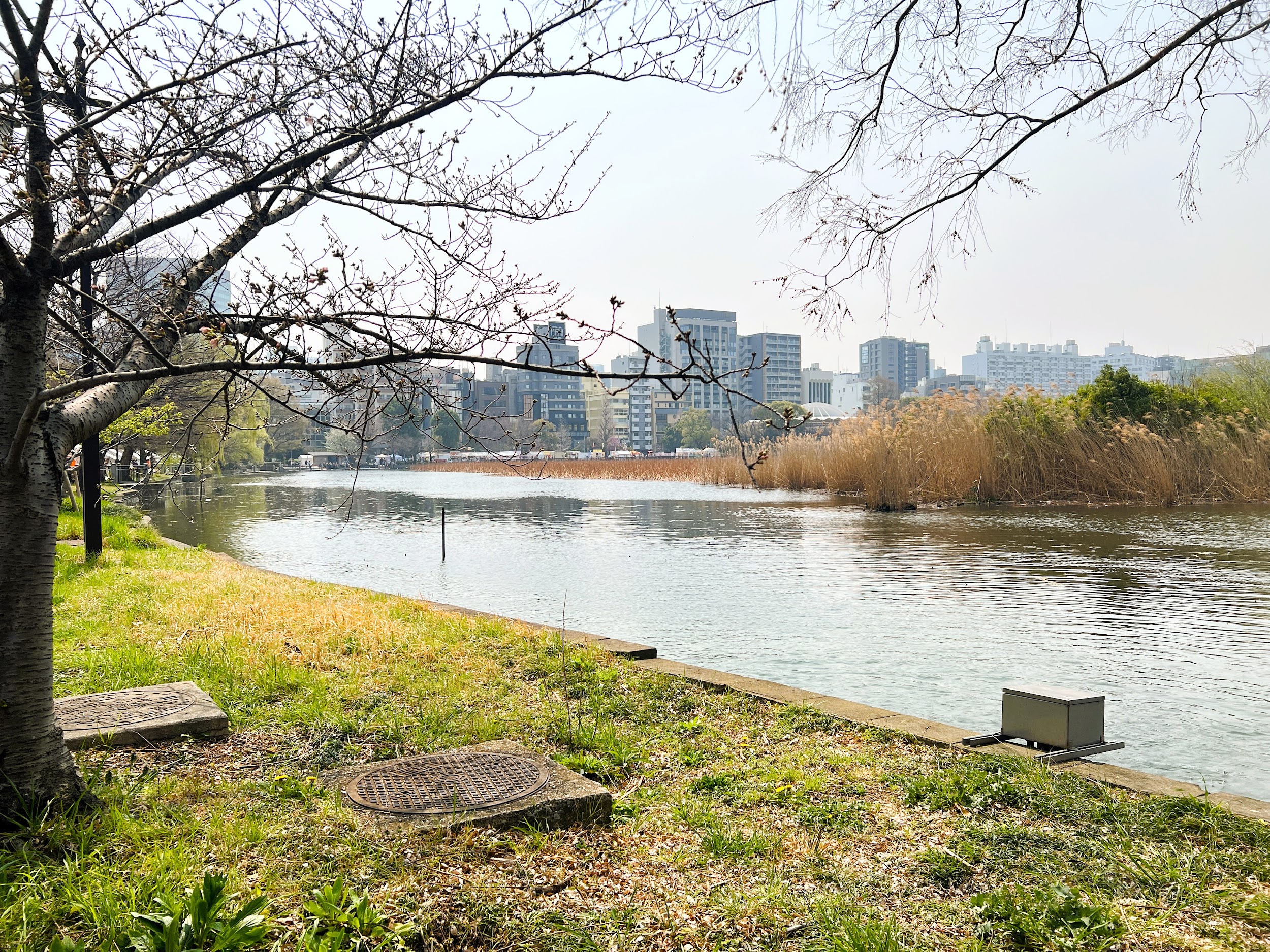 上野恩賜公園_天然池の不忍池