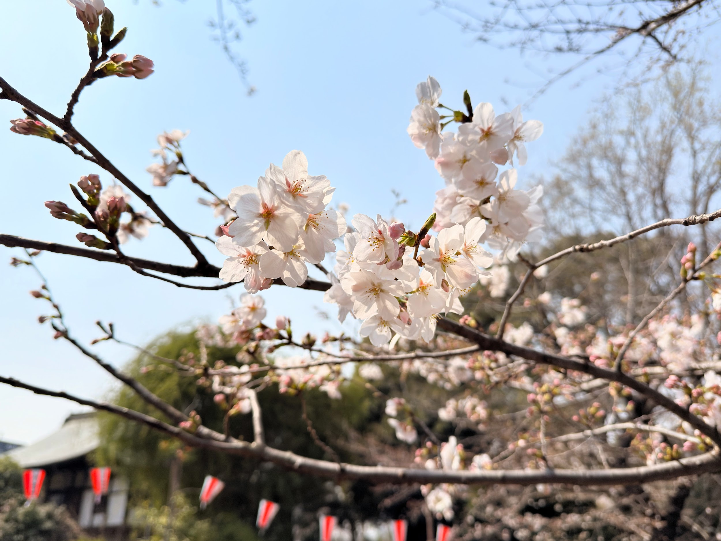 上野恩賜公園_桜