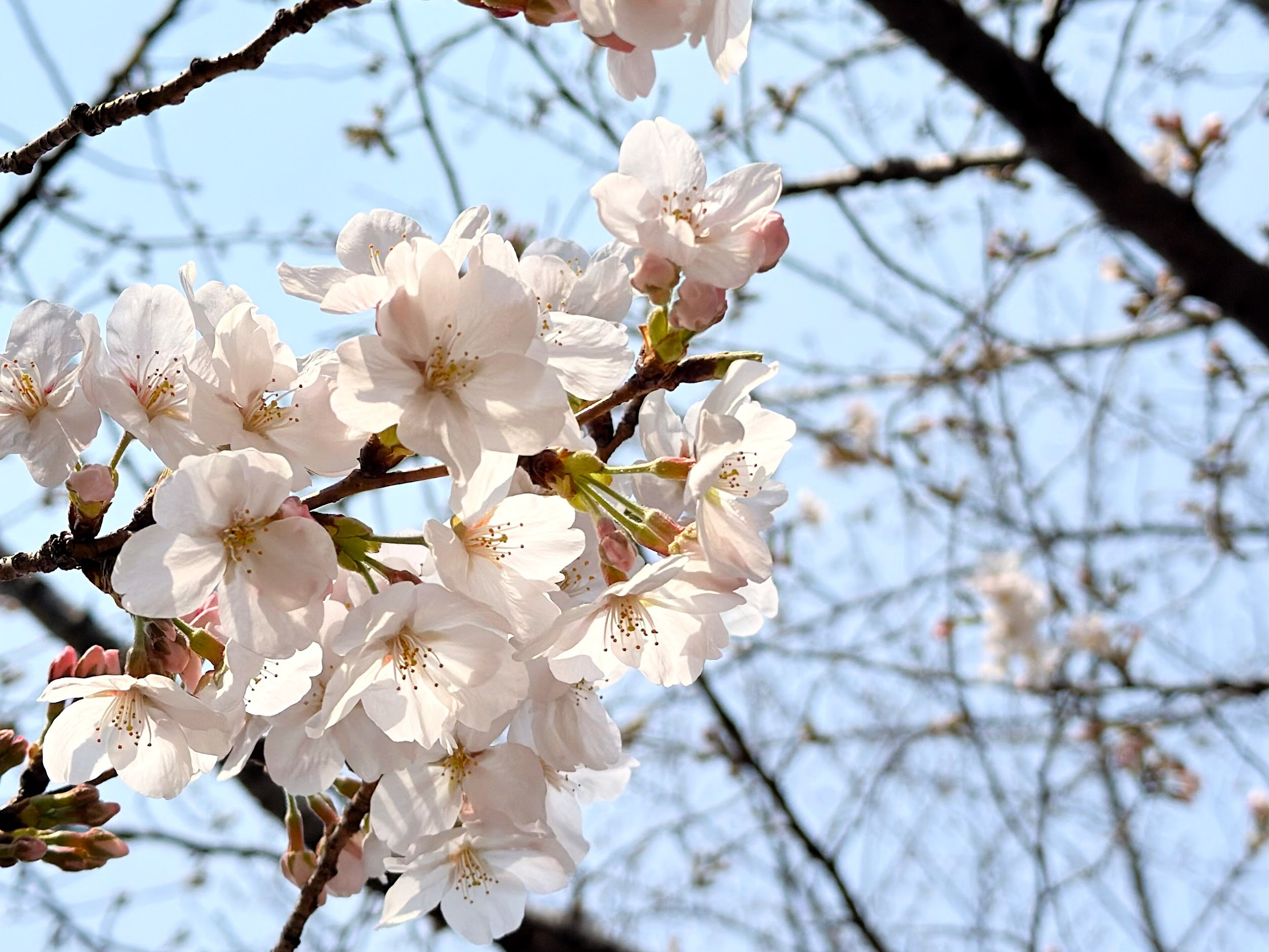 上野恩賜公園_桜