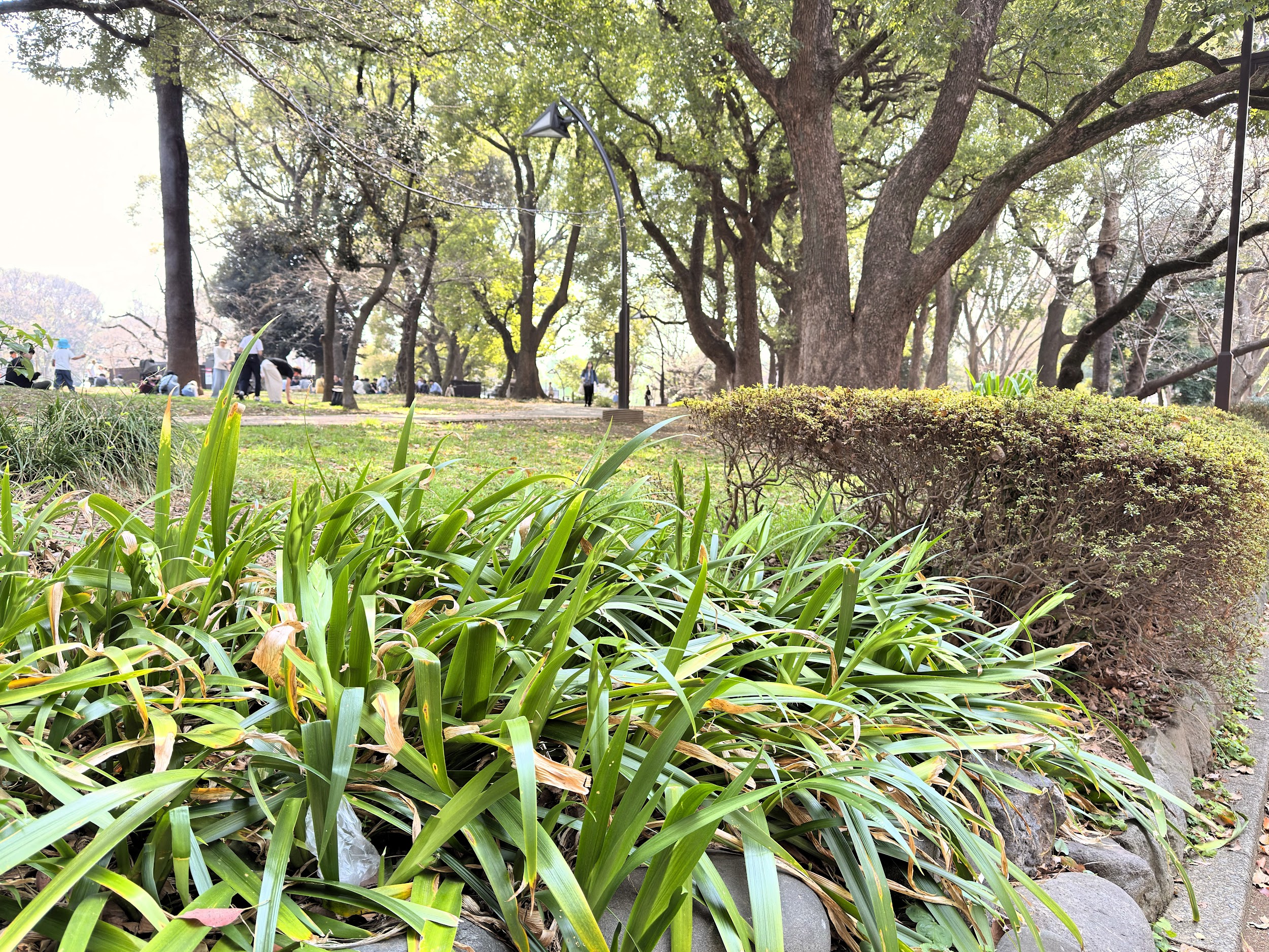 上野恩賜公園_たくさんの自然