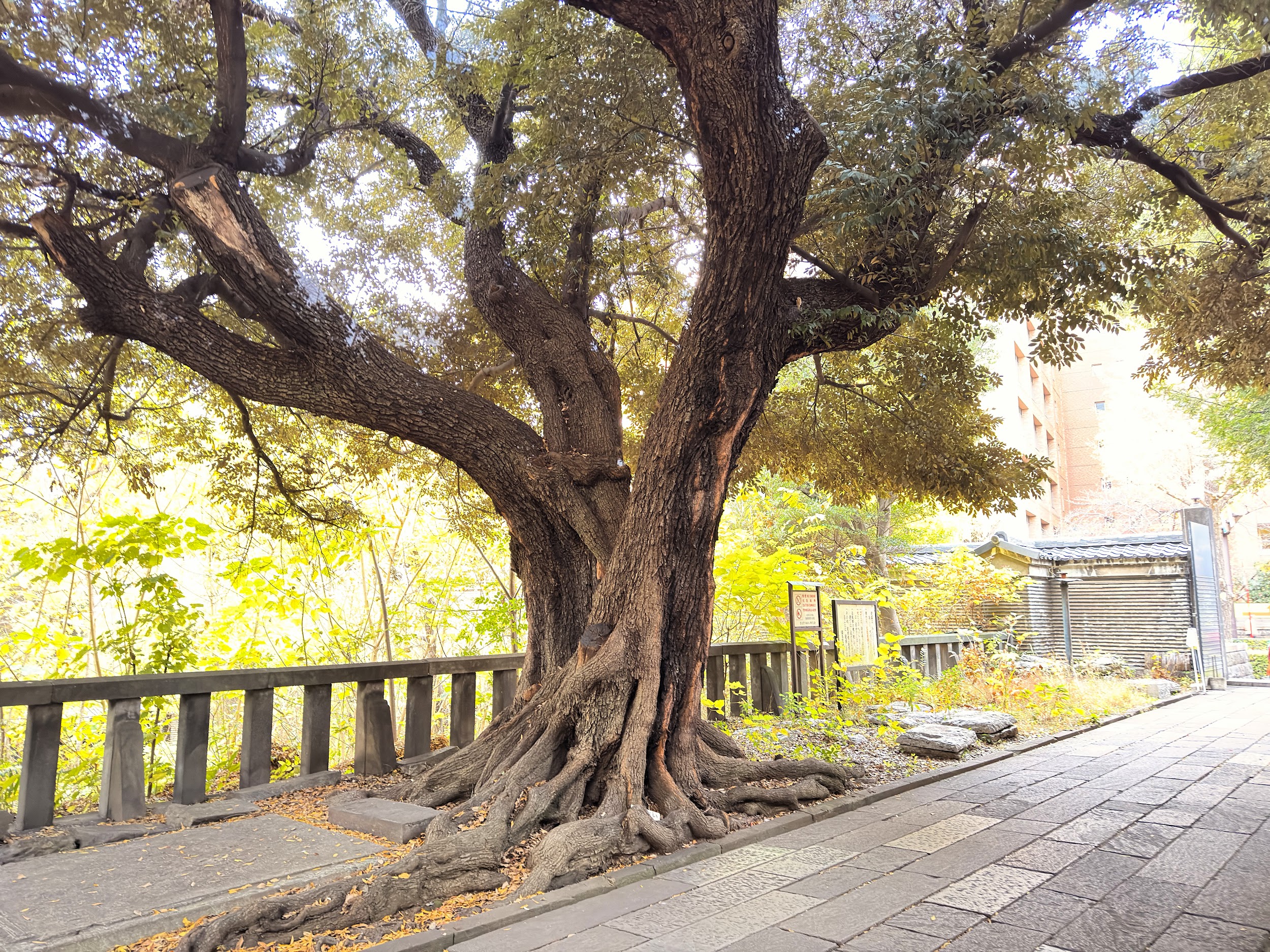 湯島聖堂_楷の木