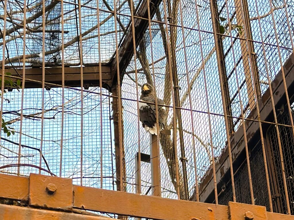 上野動物園_絶滅危惧種のオオワシ