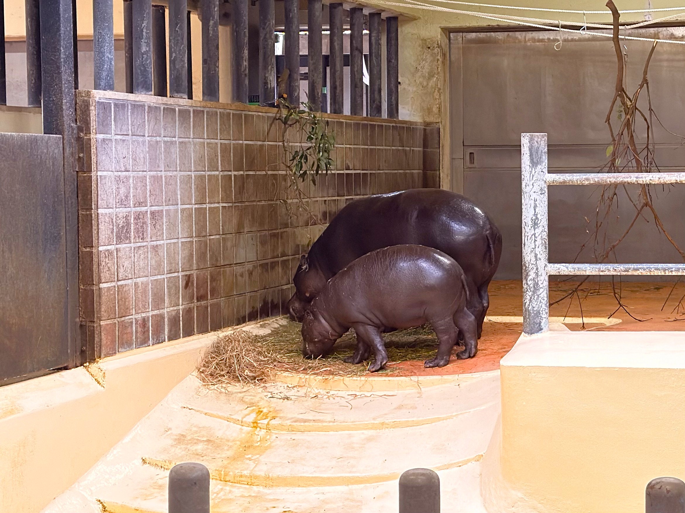 上野動物園_カバ