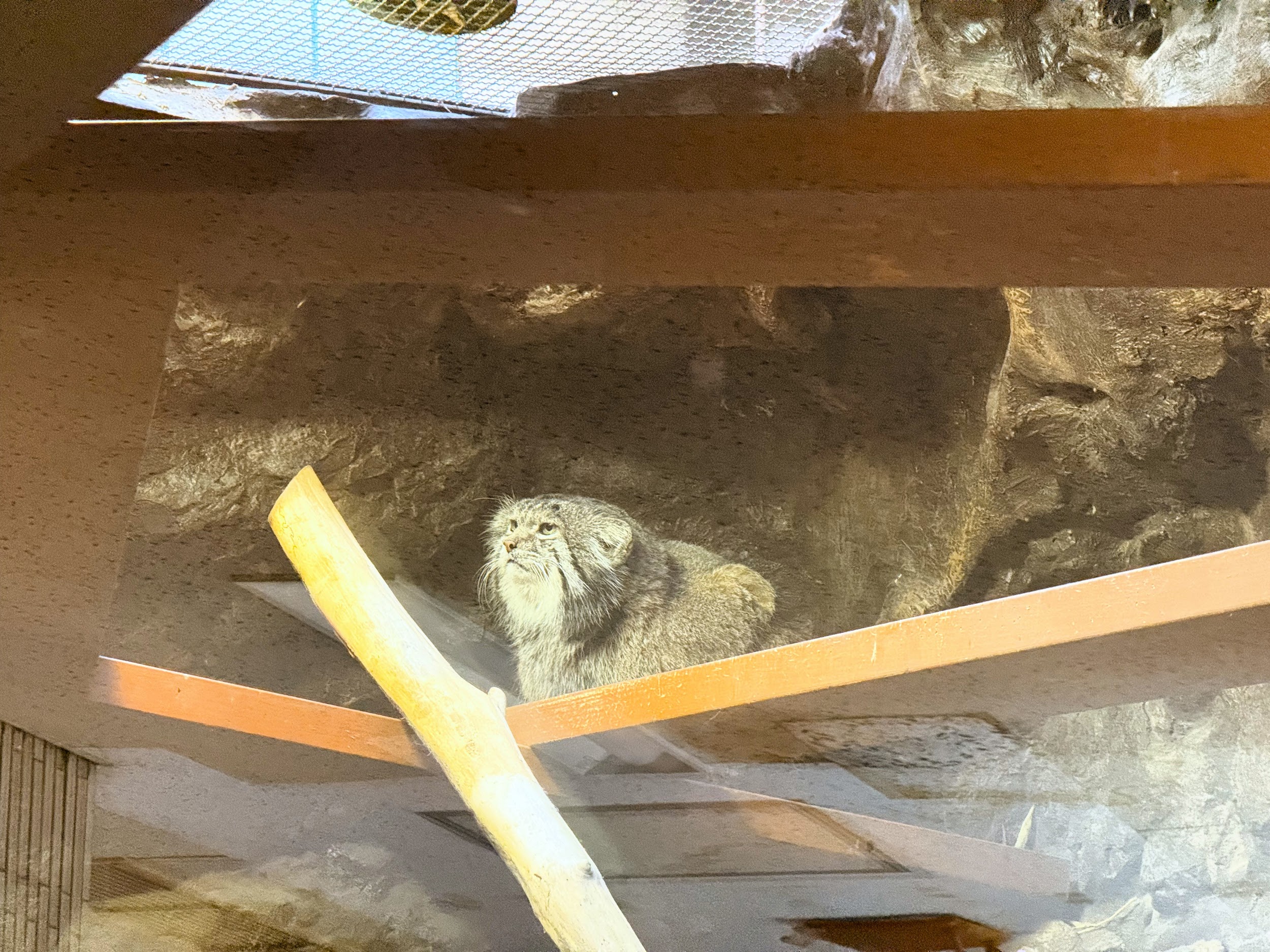 上野動物園_世界の珍しいネコ