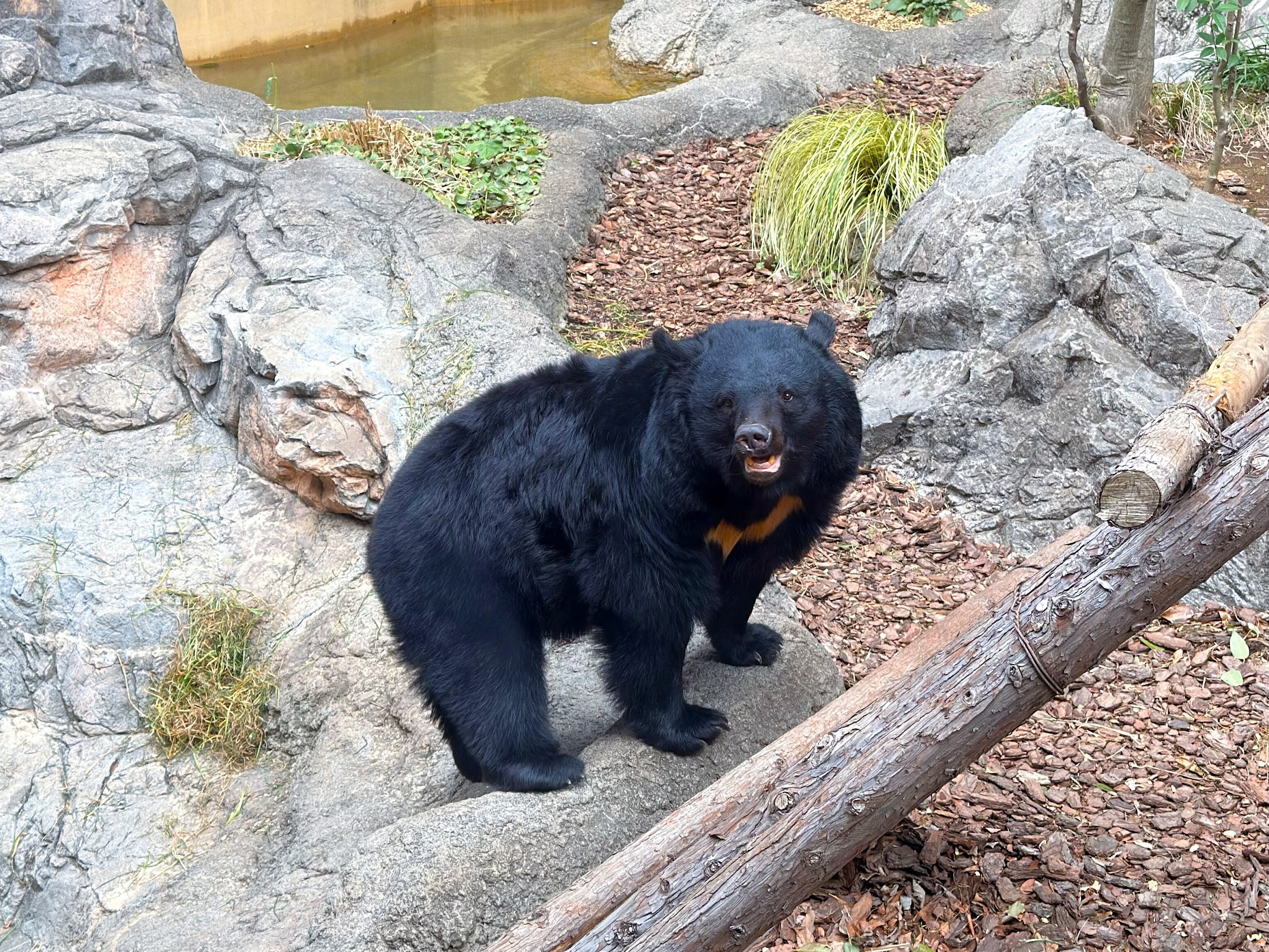 上野動物園_ツキノワグマ