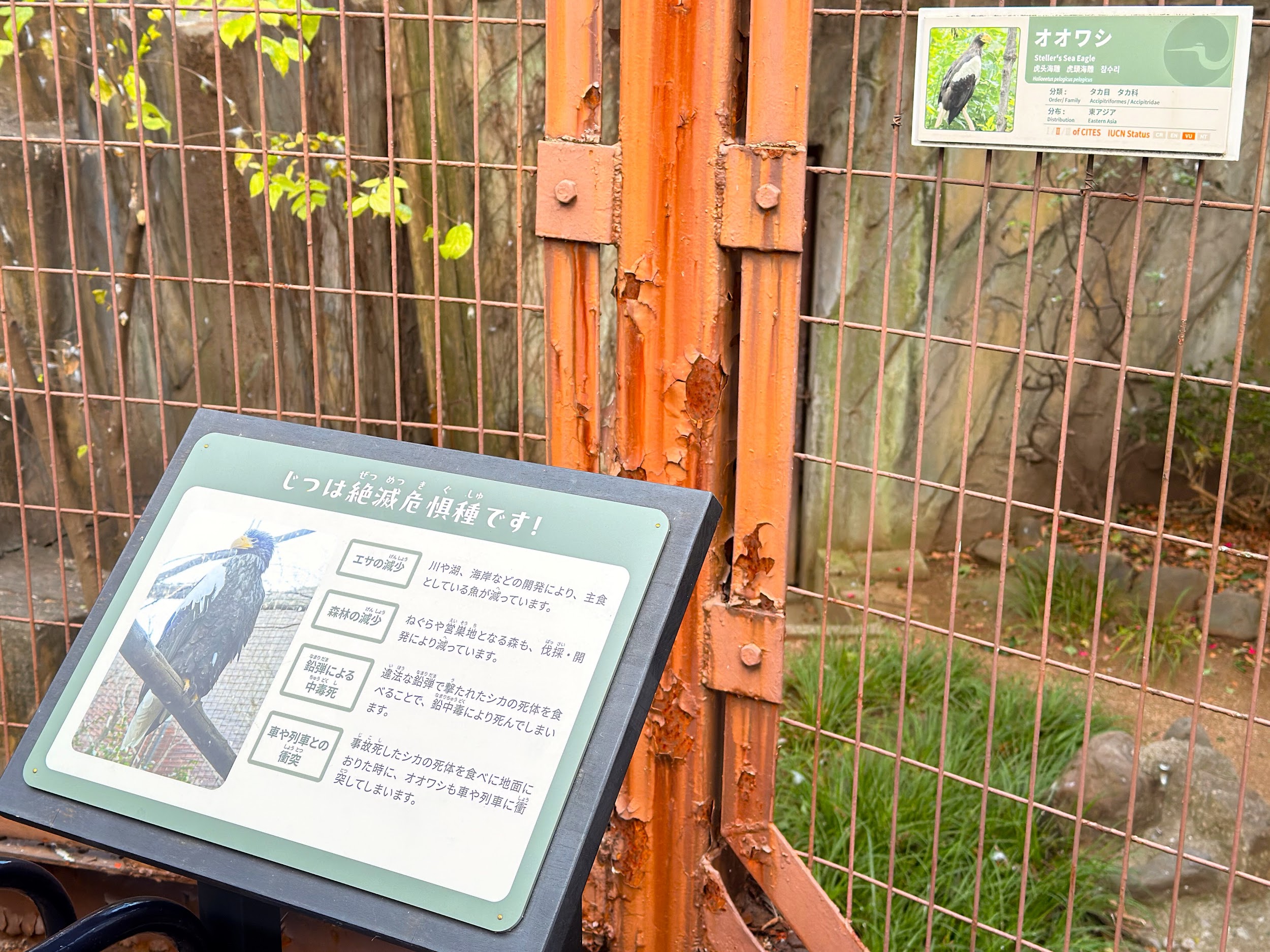 上野動物園_絶滅危惧種のオオワシ