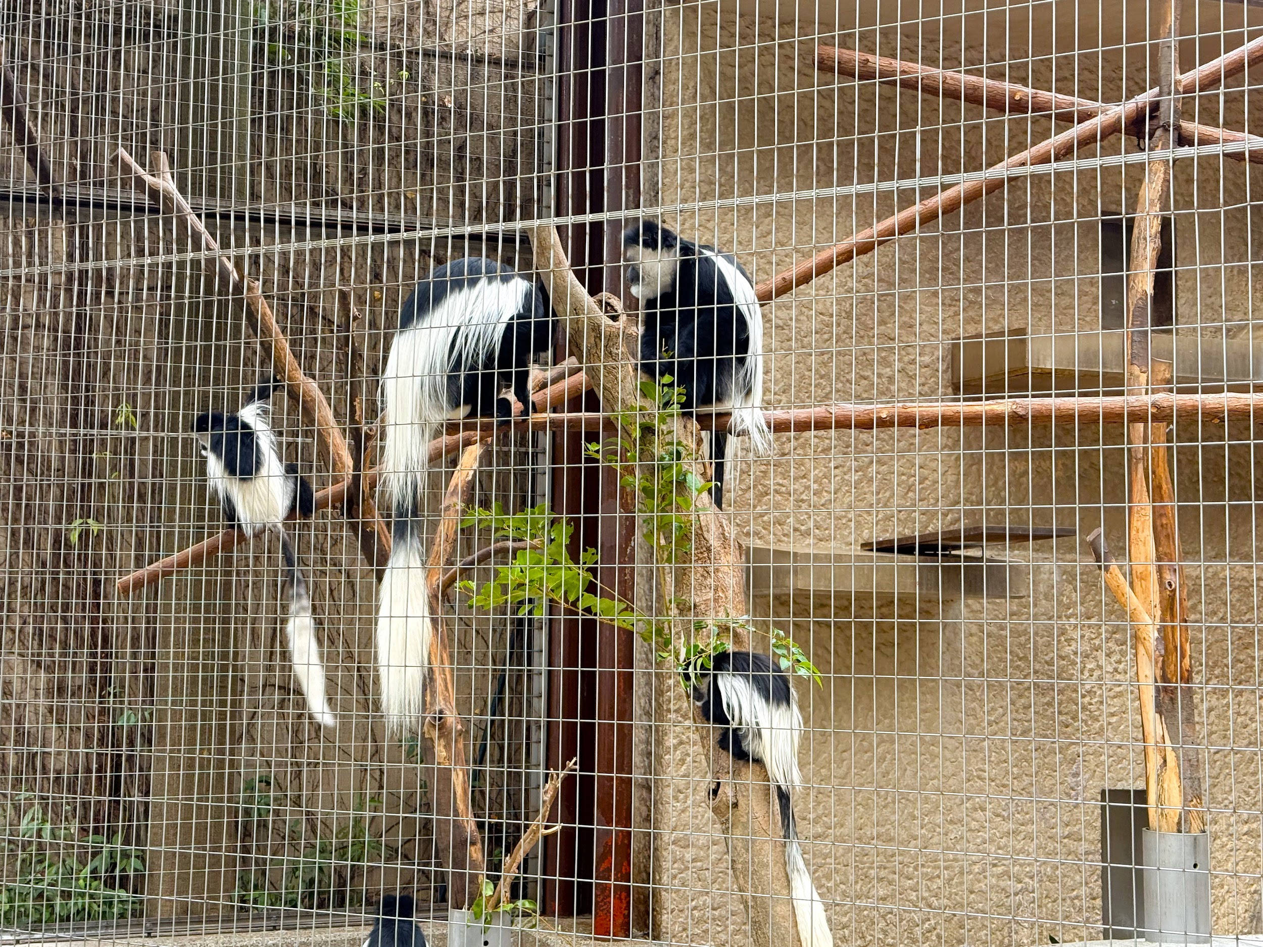 上野動物園_シロテナガザル