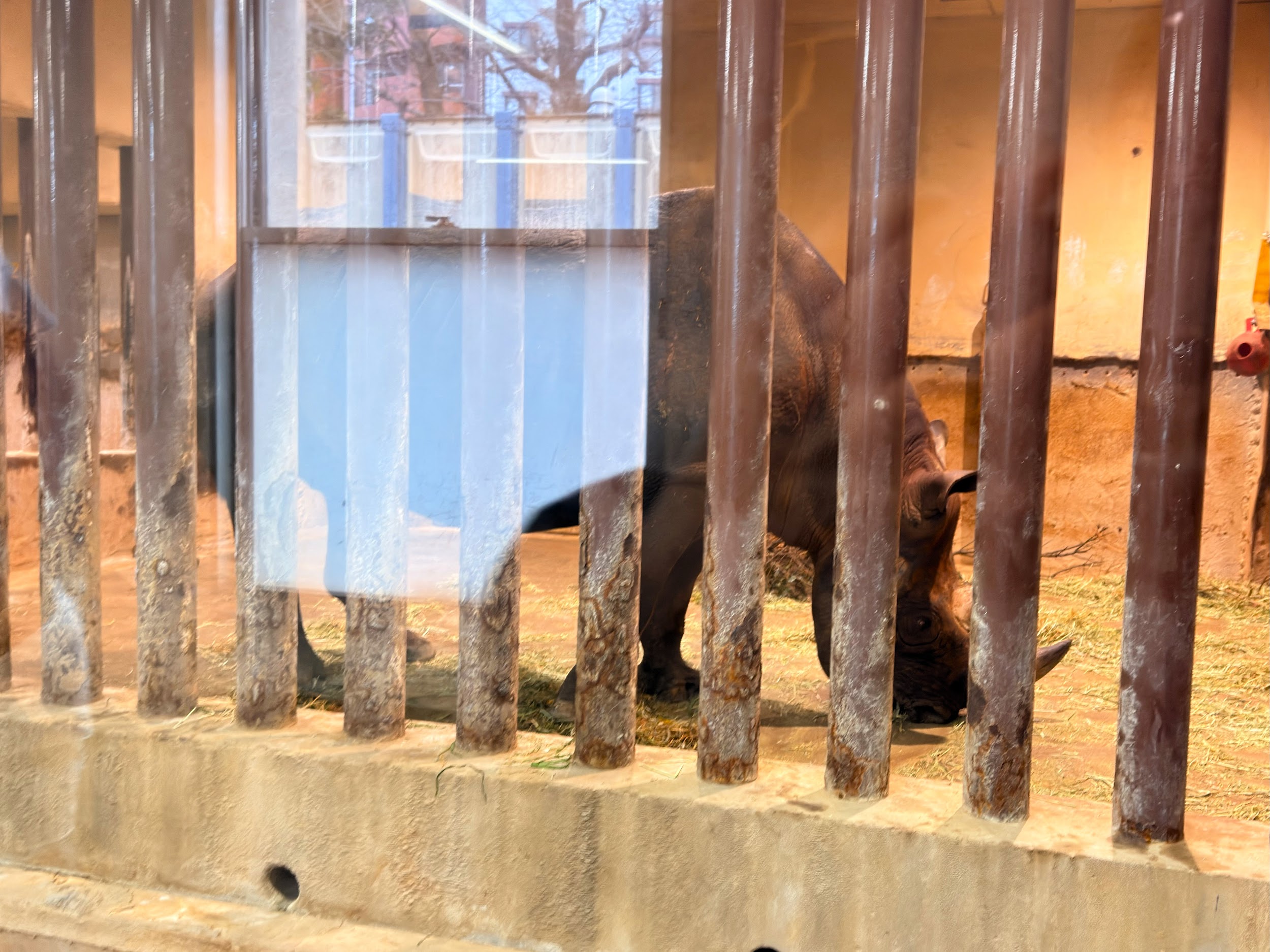 上野動物園_ヒガシクロサイ