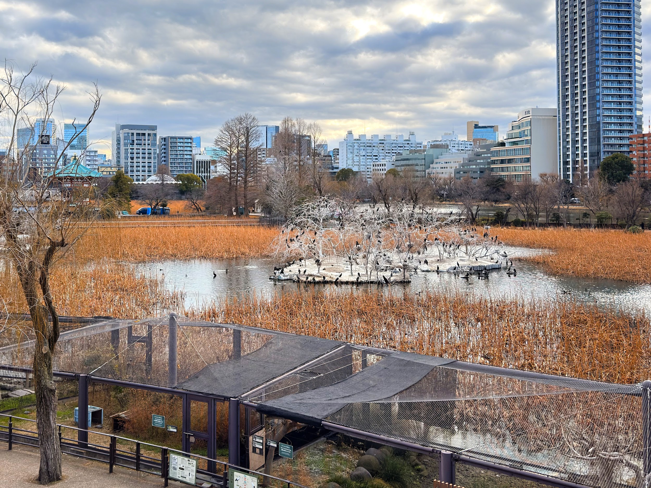 上野動物園_ハシビロコウやキリン