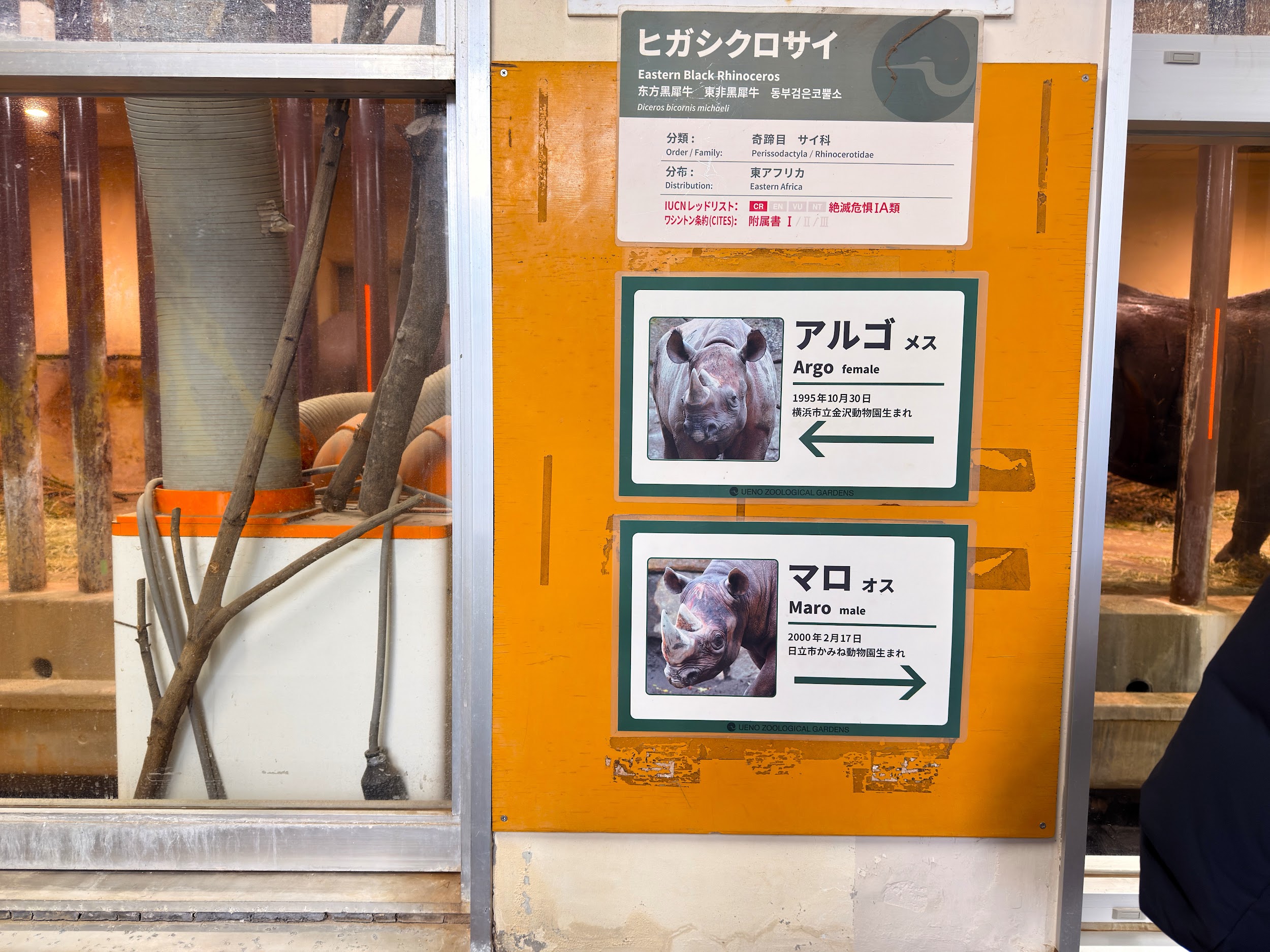 上野動物園_ヒガシクロサイ