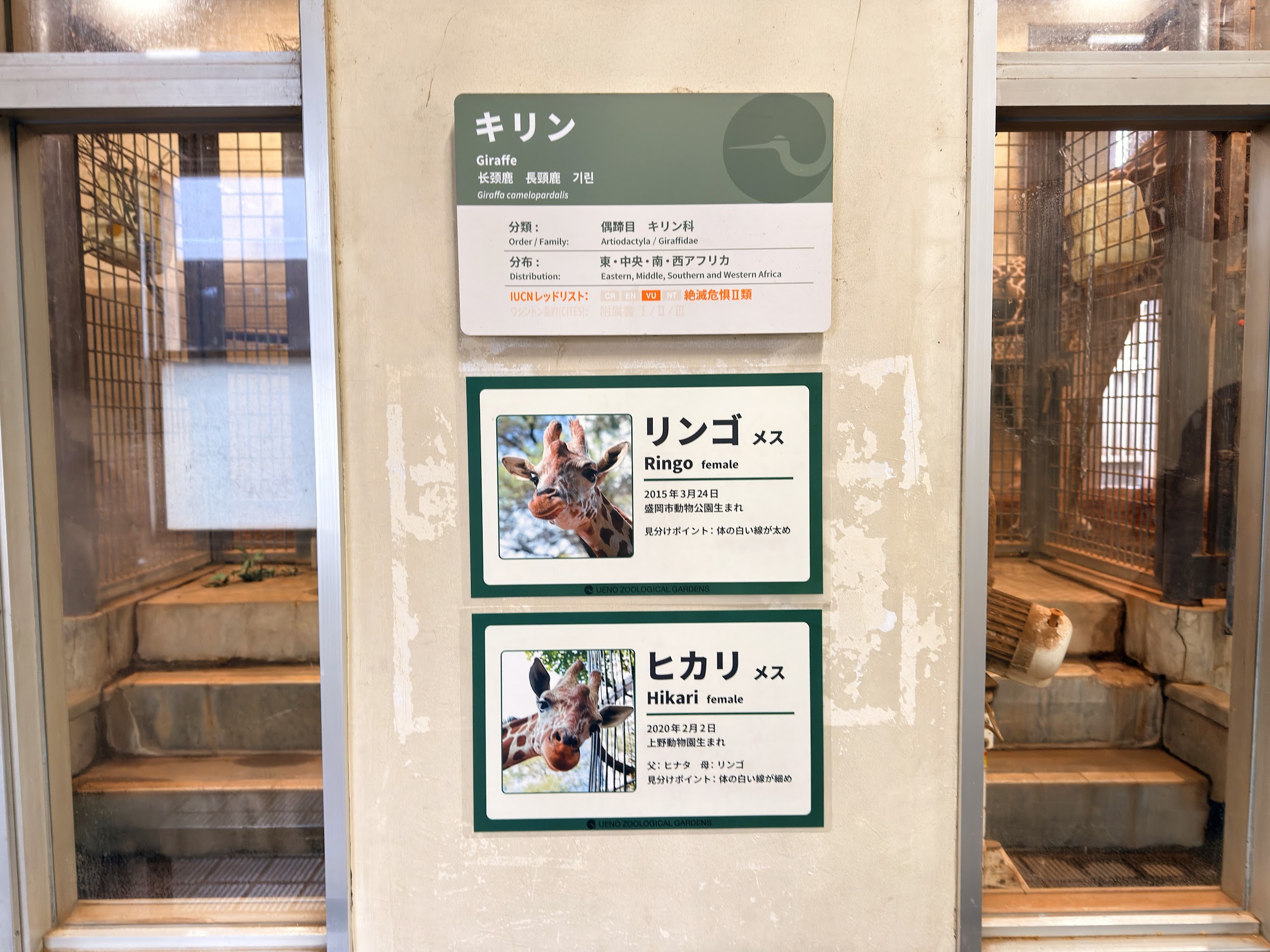 上野動物園_キリン