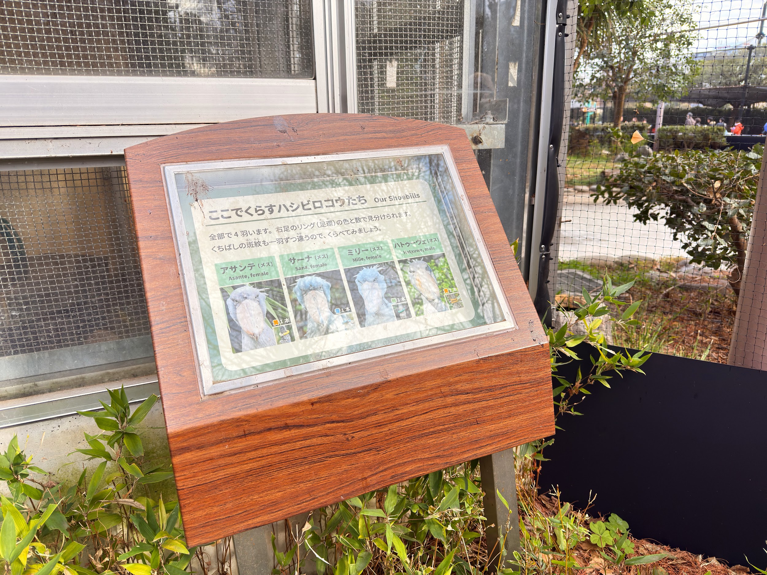 上野動物園_ハシビロコウ