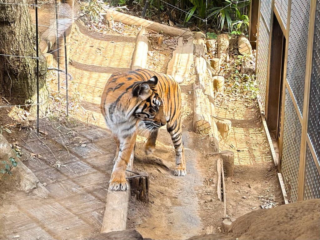 上野動物園_スマトラトラ