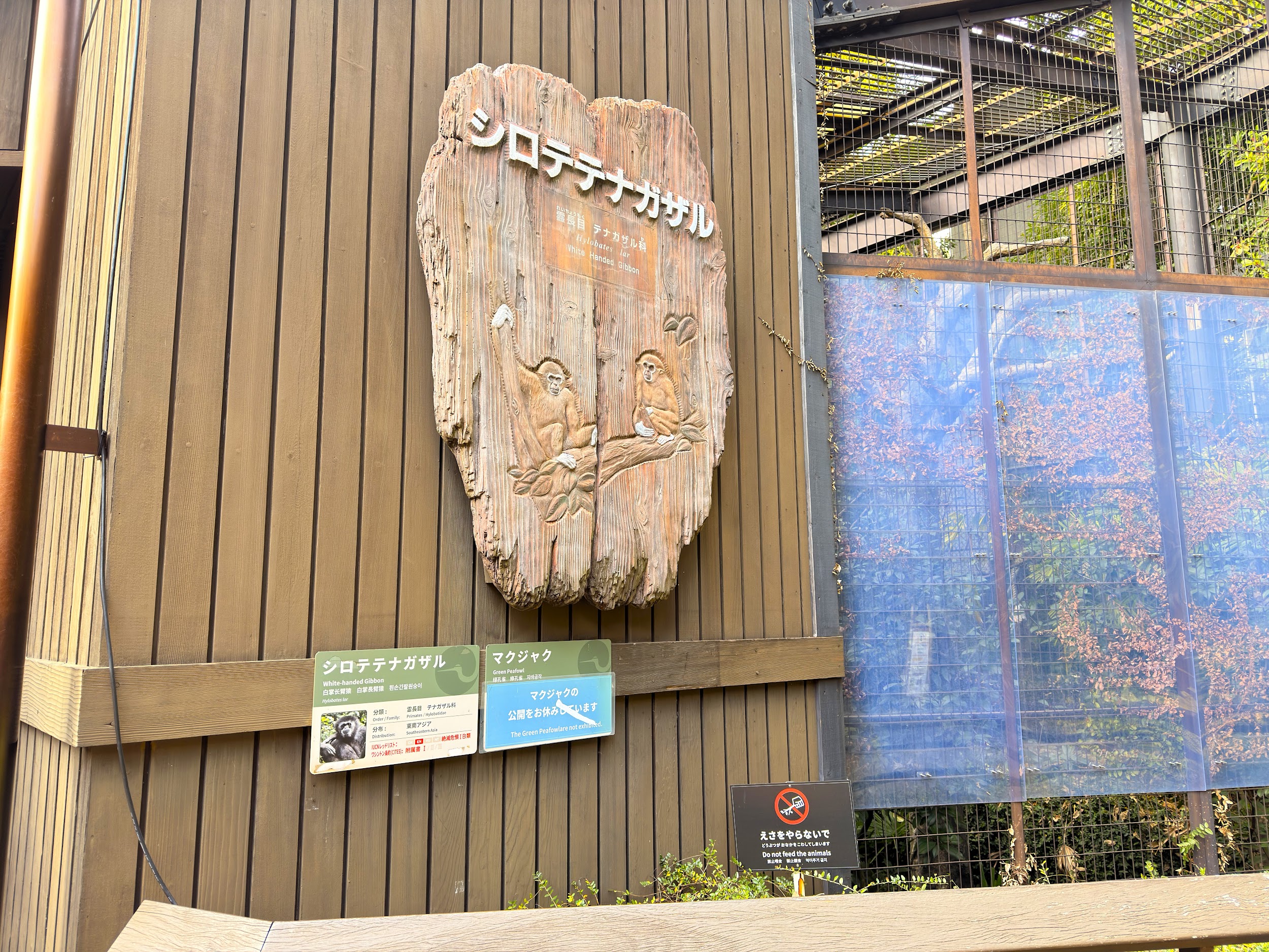 上野動物園_シロテナガザル