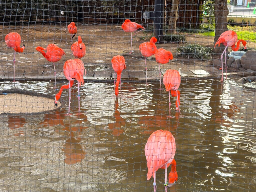 上野動物園_フラミンゴ