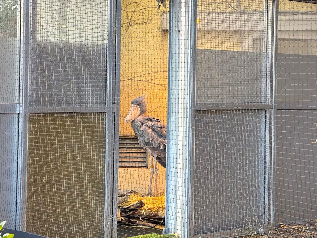 上野動物園_ハシビロコウ