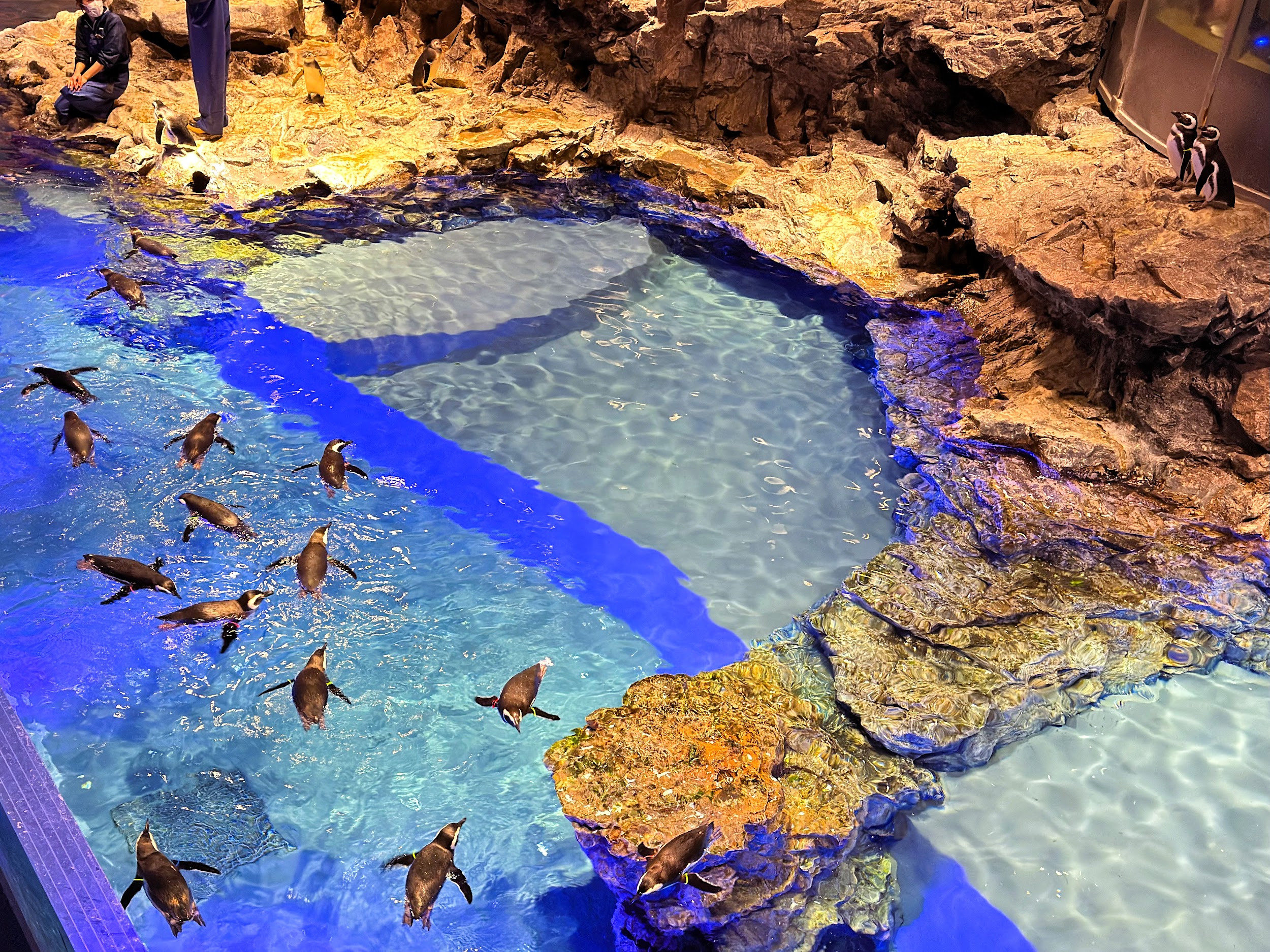 すみだ水族館_マゼランペンギン