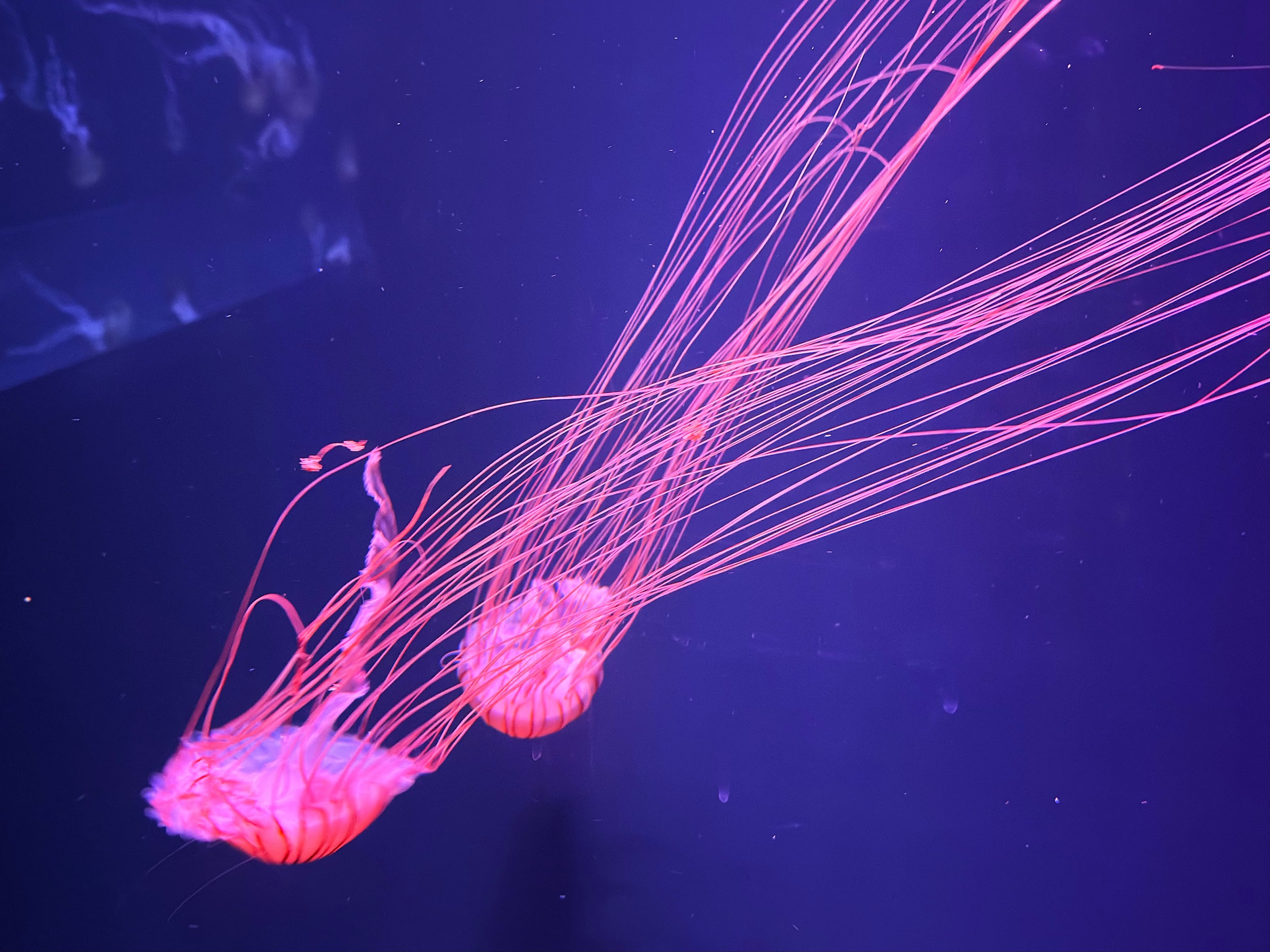 すみだ水族館_アカクラゲ