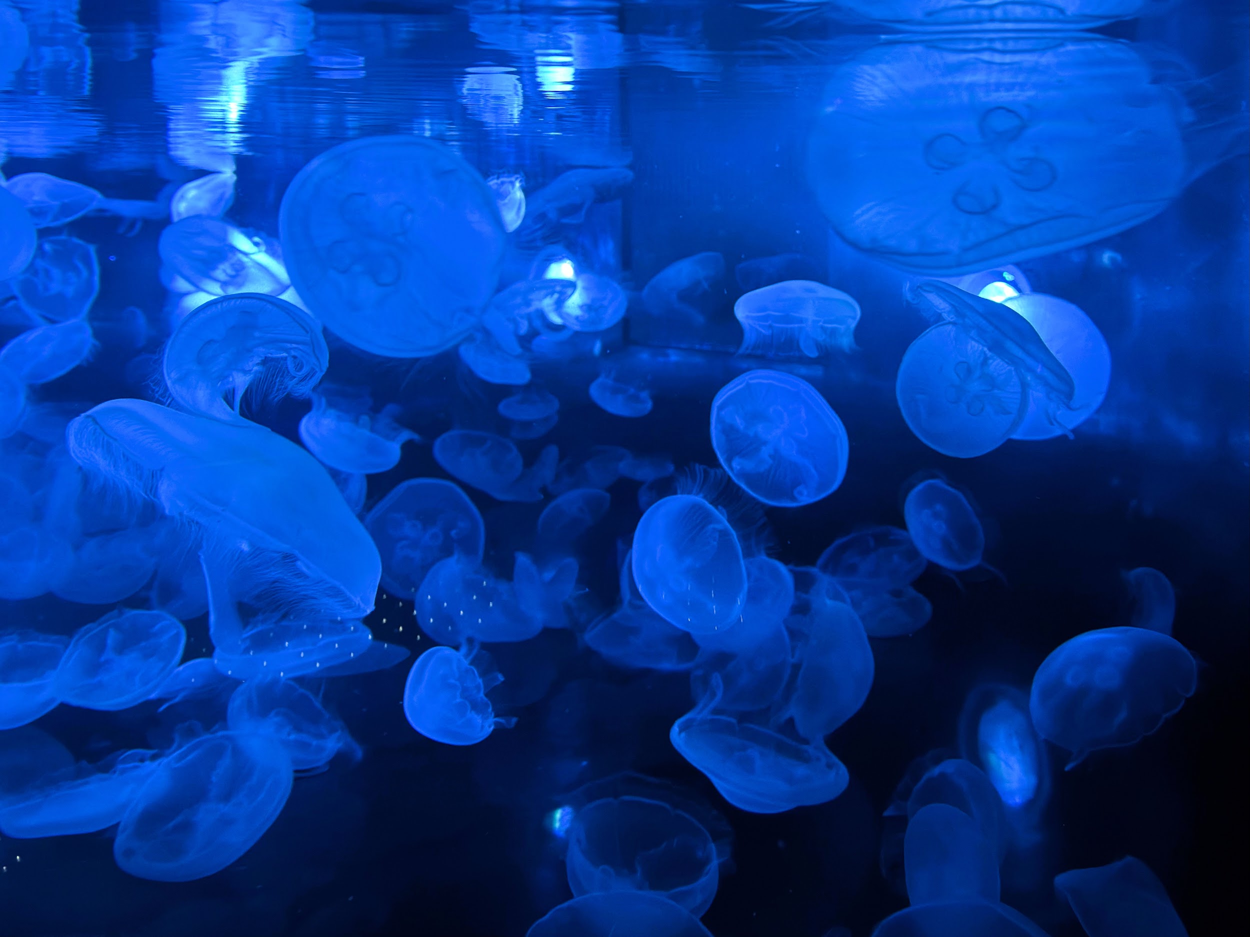 すみだ水族館_クラゲ
