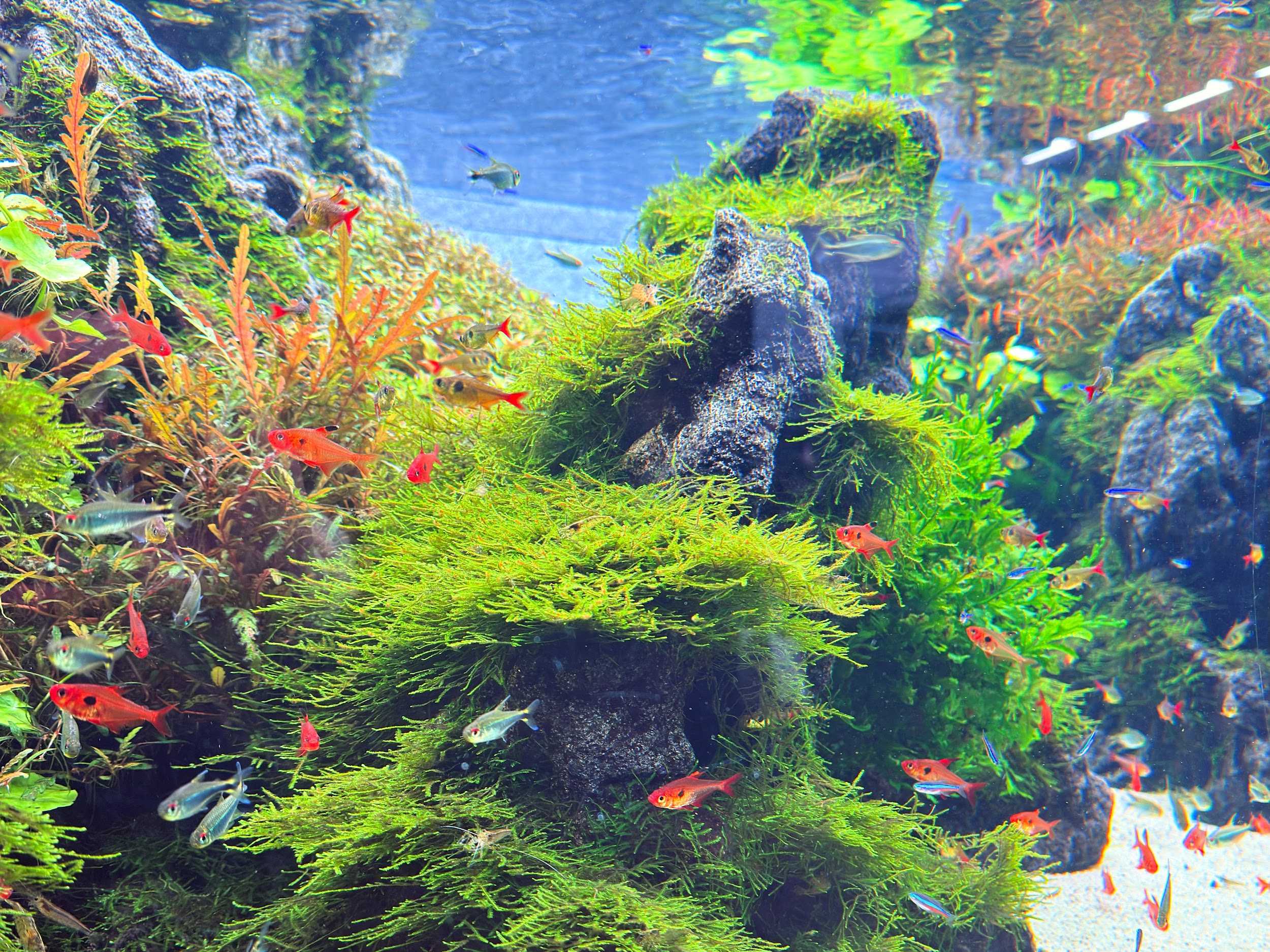 すみだ水族館_作庭家の天野尚さんの手掛けた水槽が展示