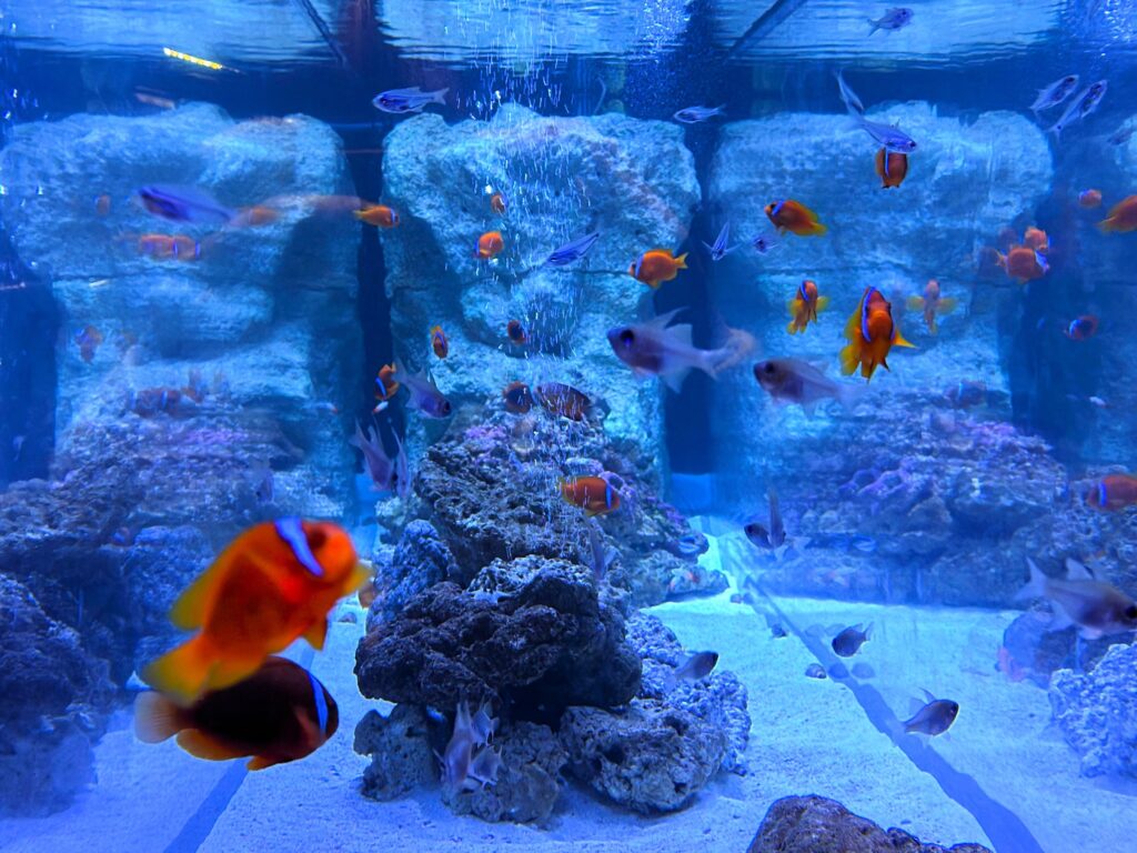 すみだ水族館_クマノミ