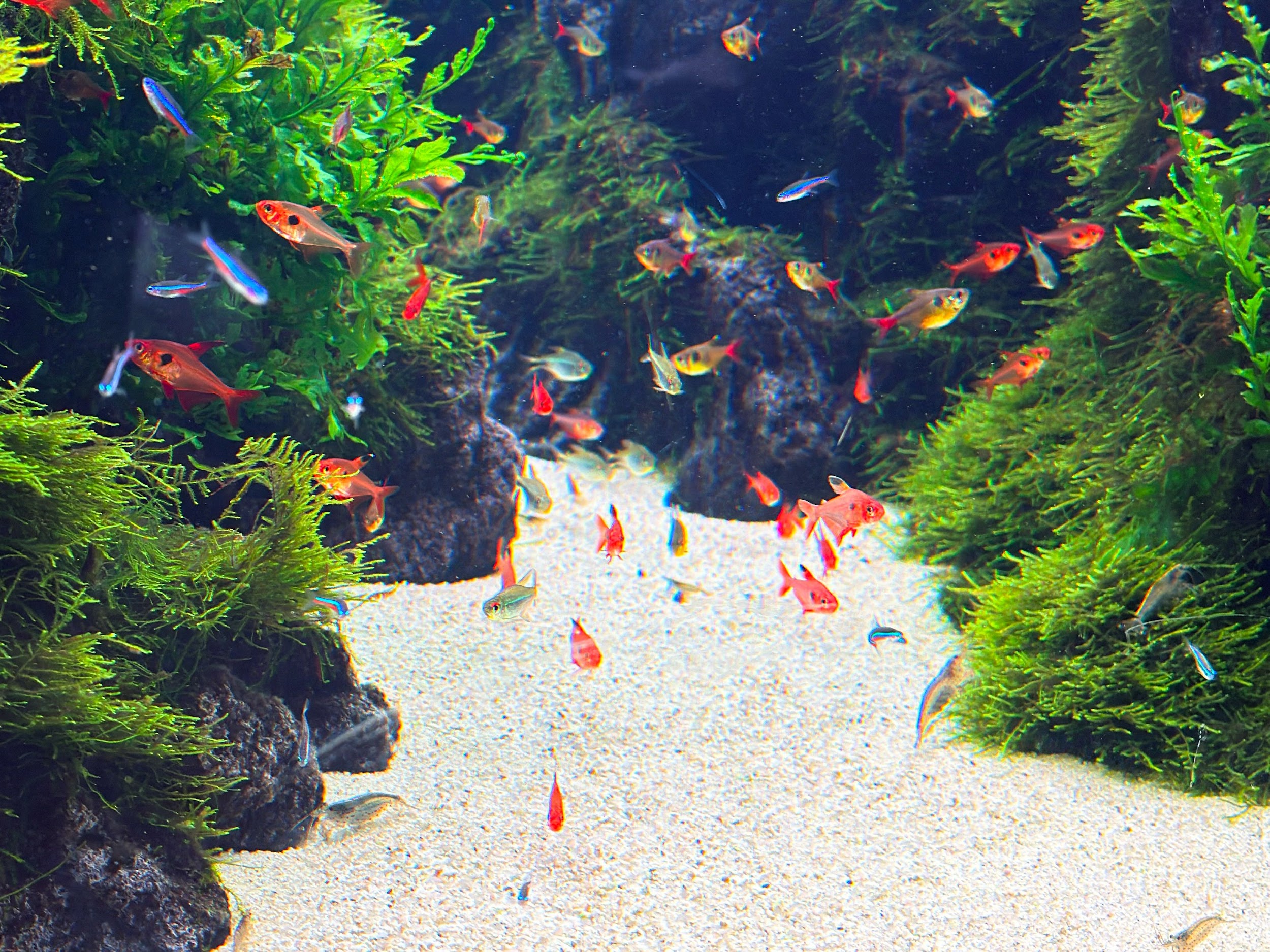 すみだ水族館_熱帯魚