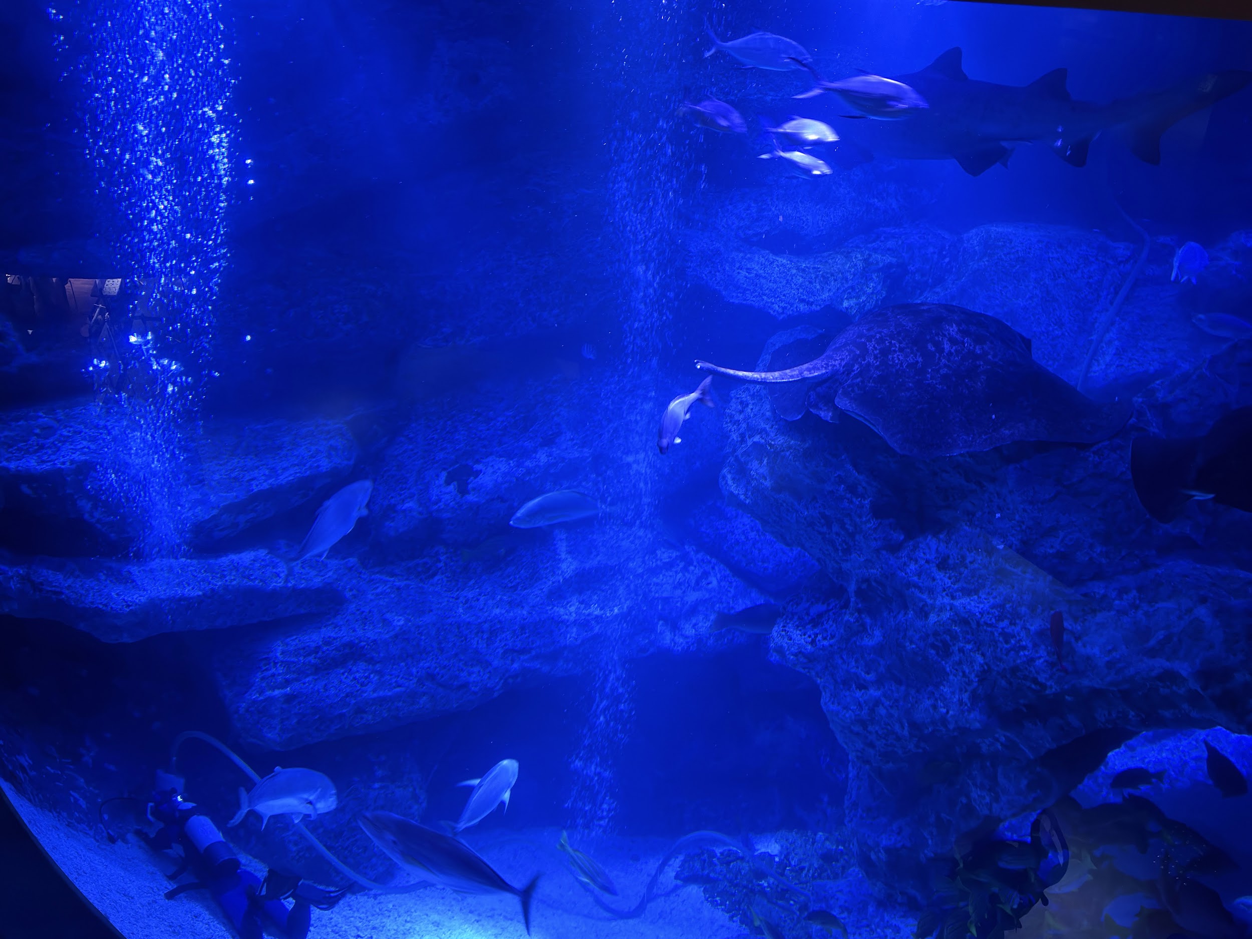 すみだ水族館_5階から6階まで広がる大水槽