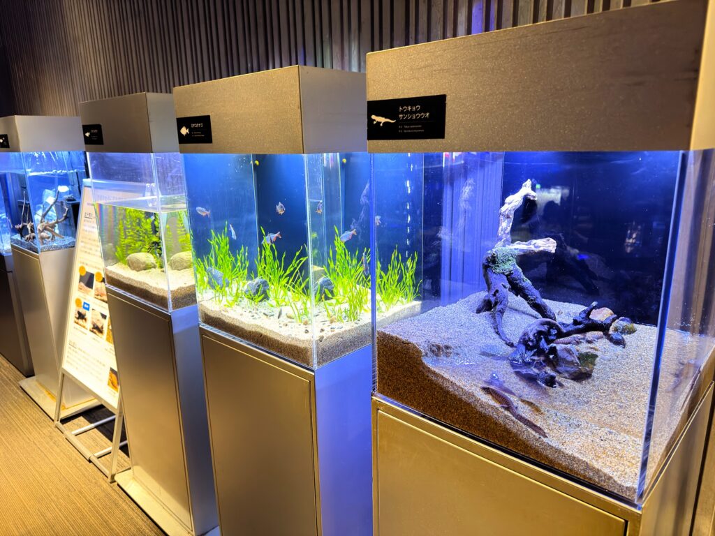 すみだ水族館_すみだ水族館で生まれた「ミヤコタナゴ」や「ミナミメダカ」、「トウキョウサンショウウオ」