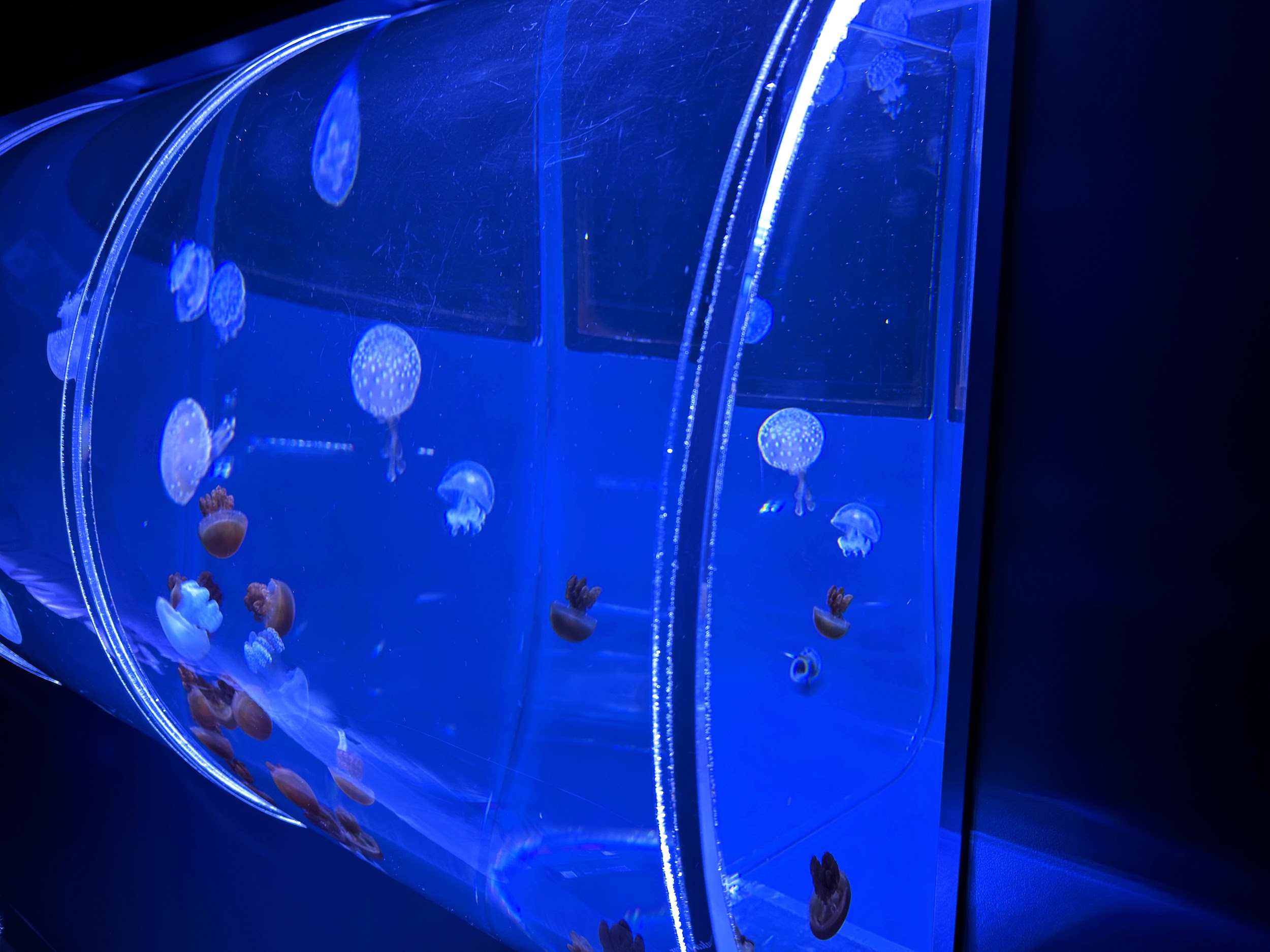 すみだ水族館_クラゲ