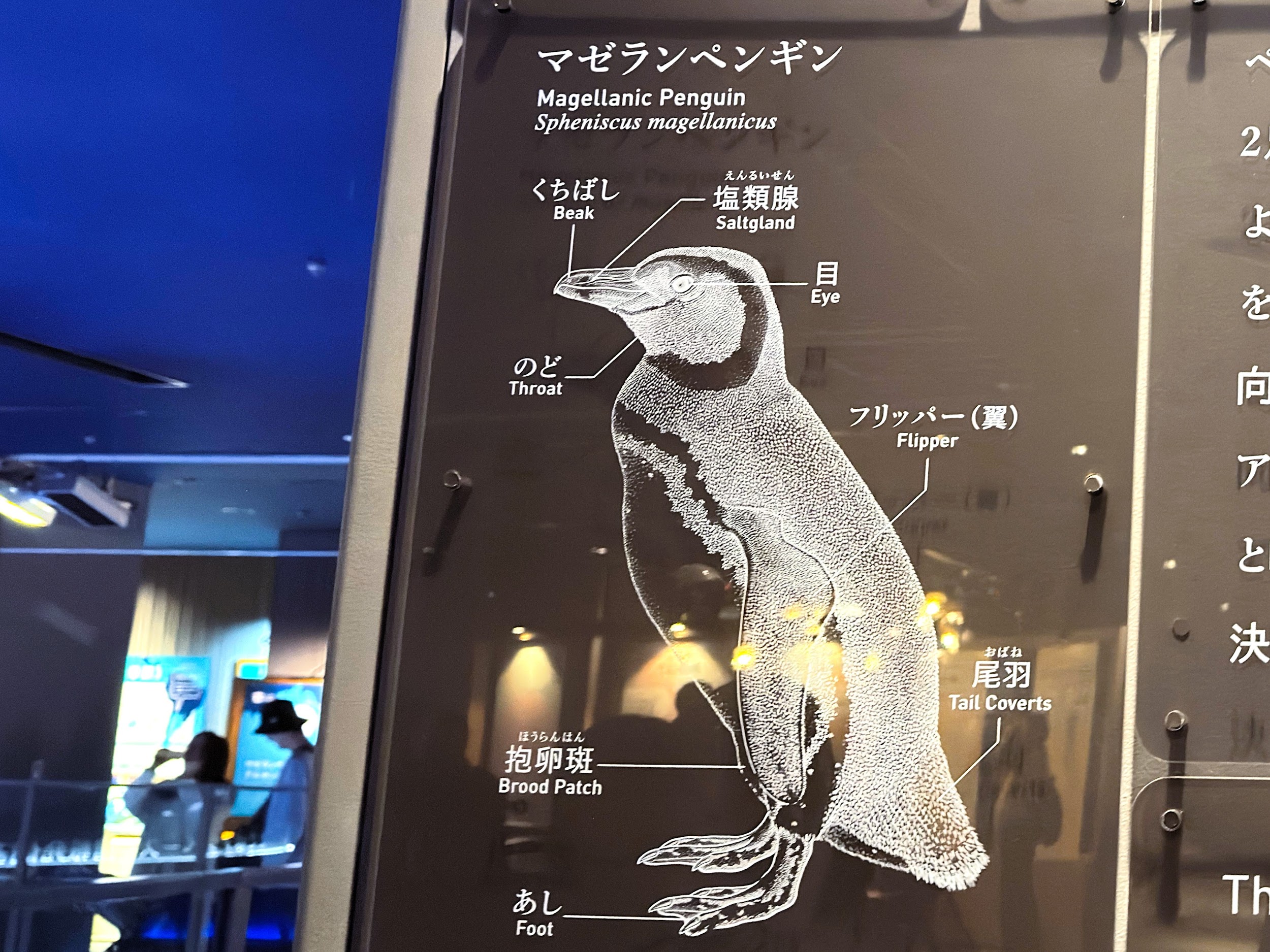 すみだ水族館_マゼランペンギン
