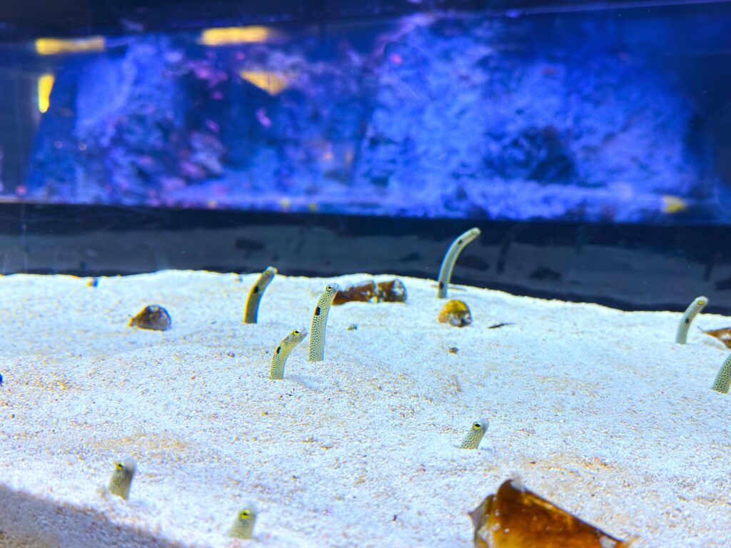 すみだ水族館_チンアナゴ