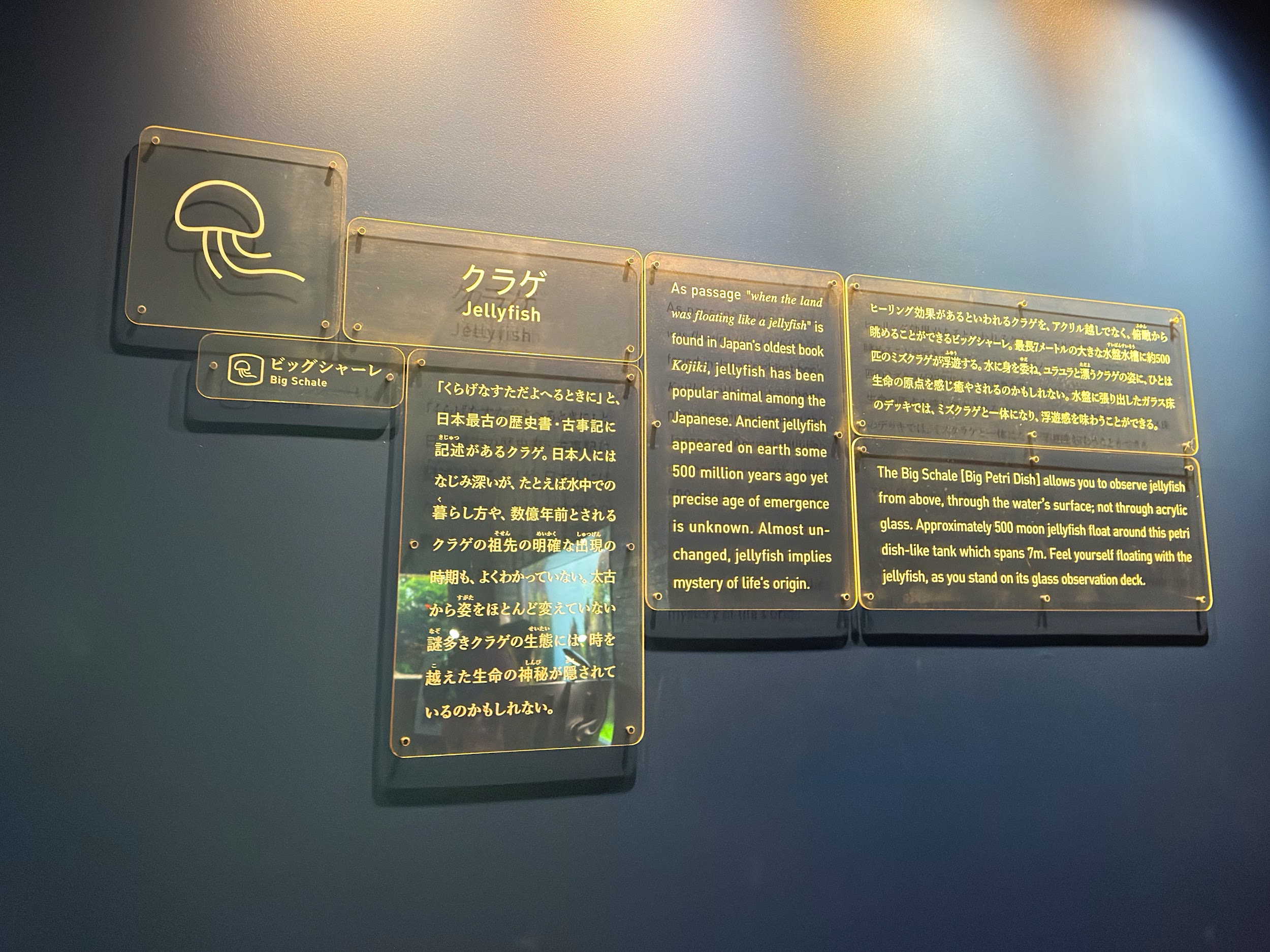 すみだ水族館_クラゲエリア