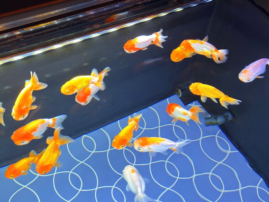 すみだ水族館_金魚