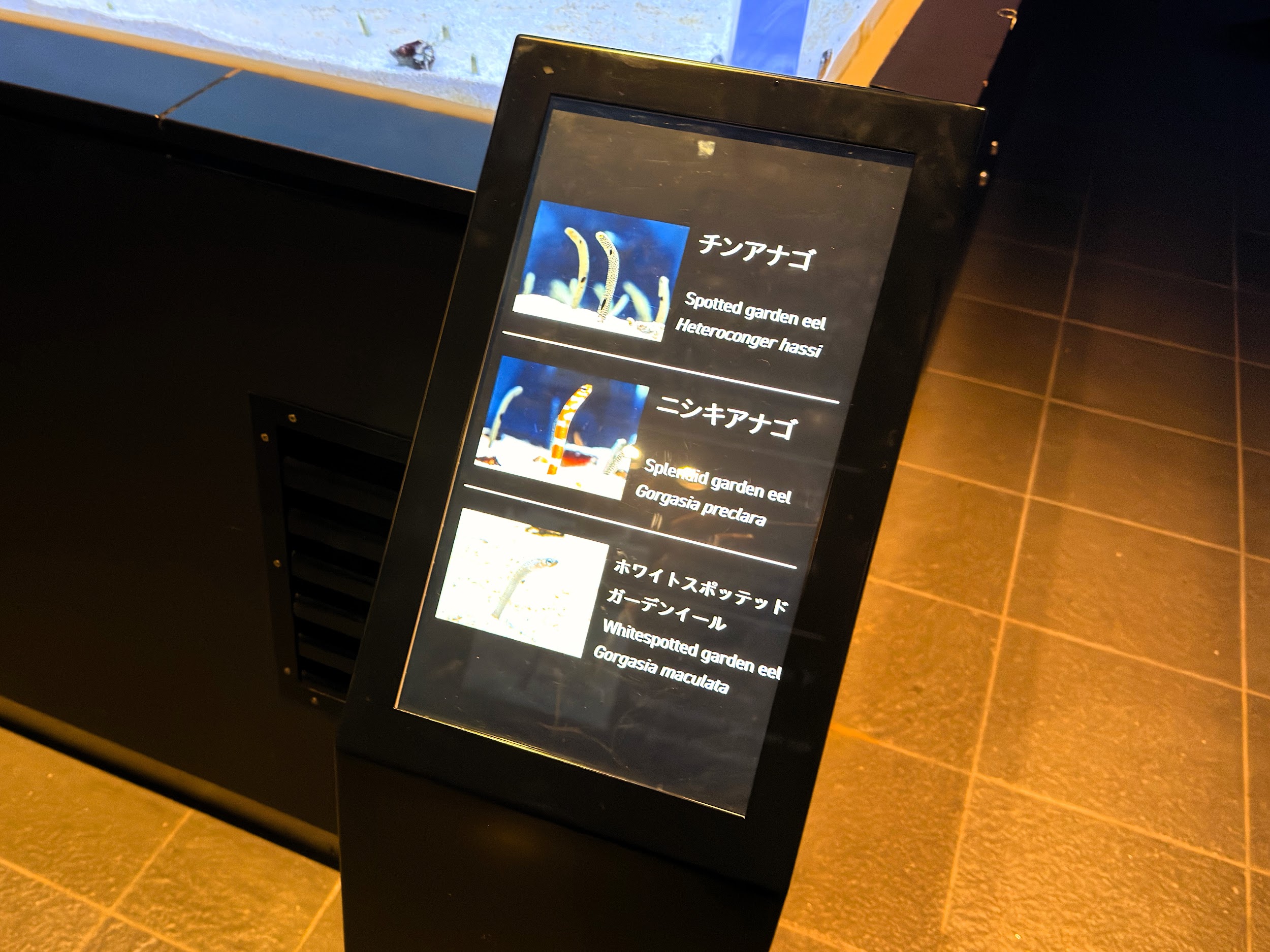 すみだ水族館_チンアナゴ