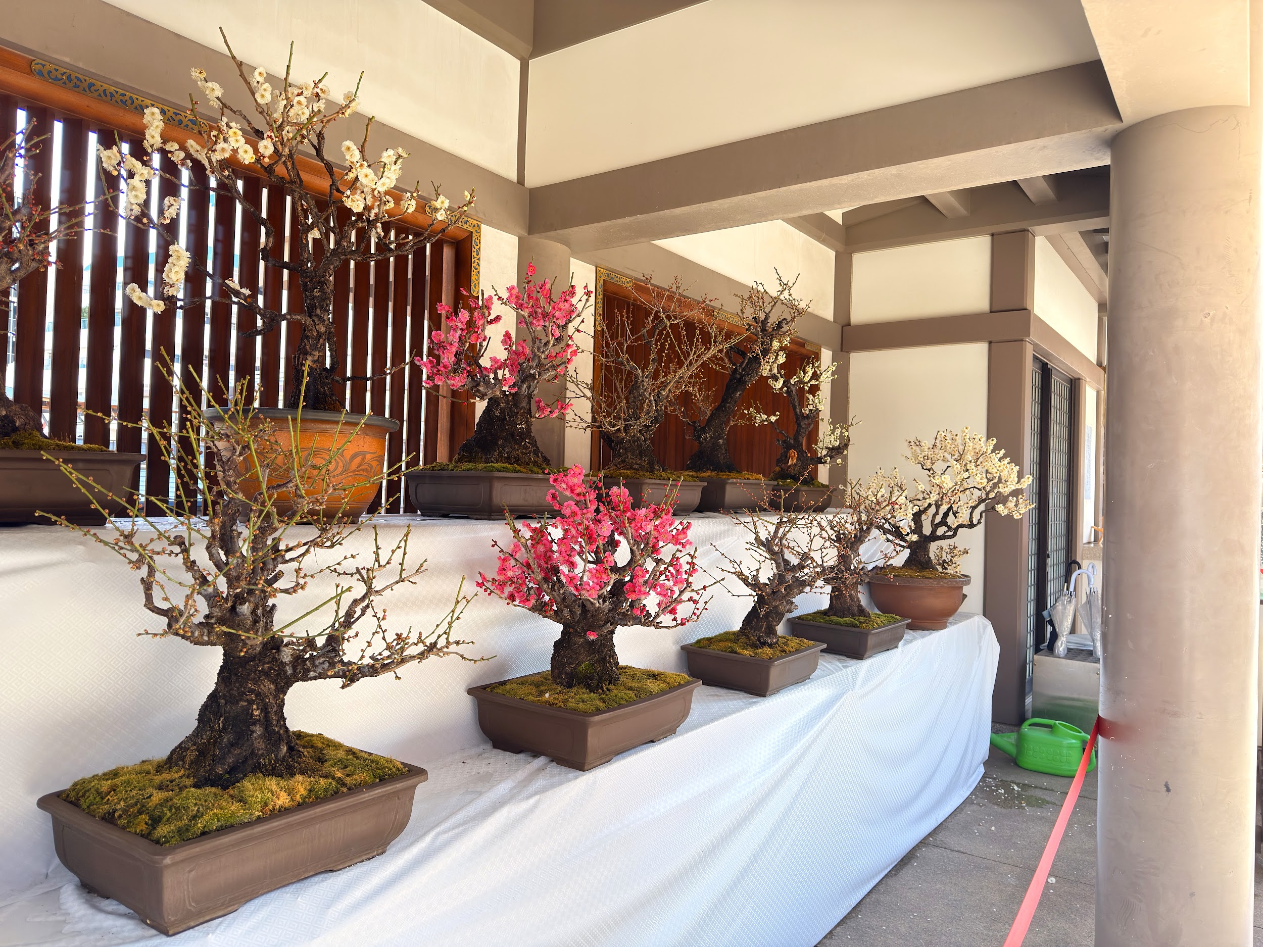 湯島天満宮_梅の盆栽