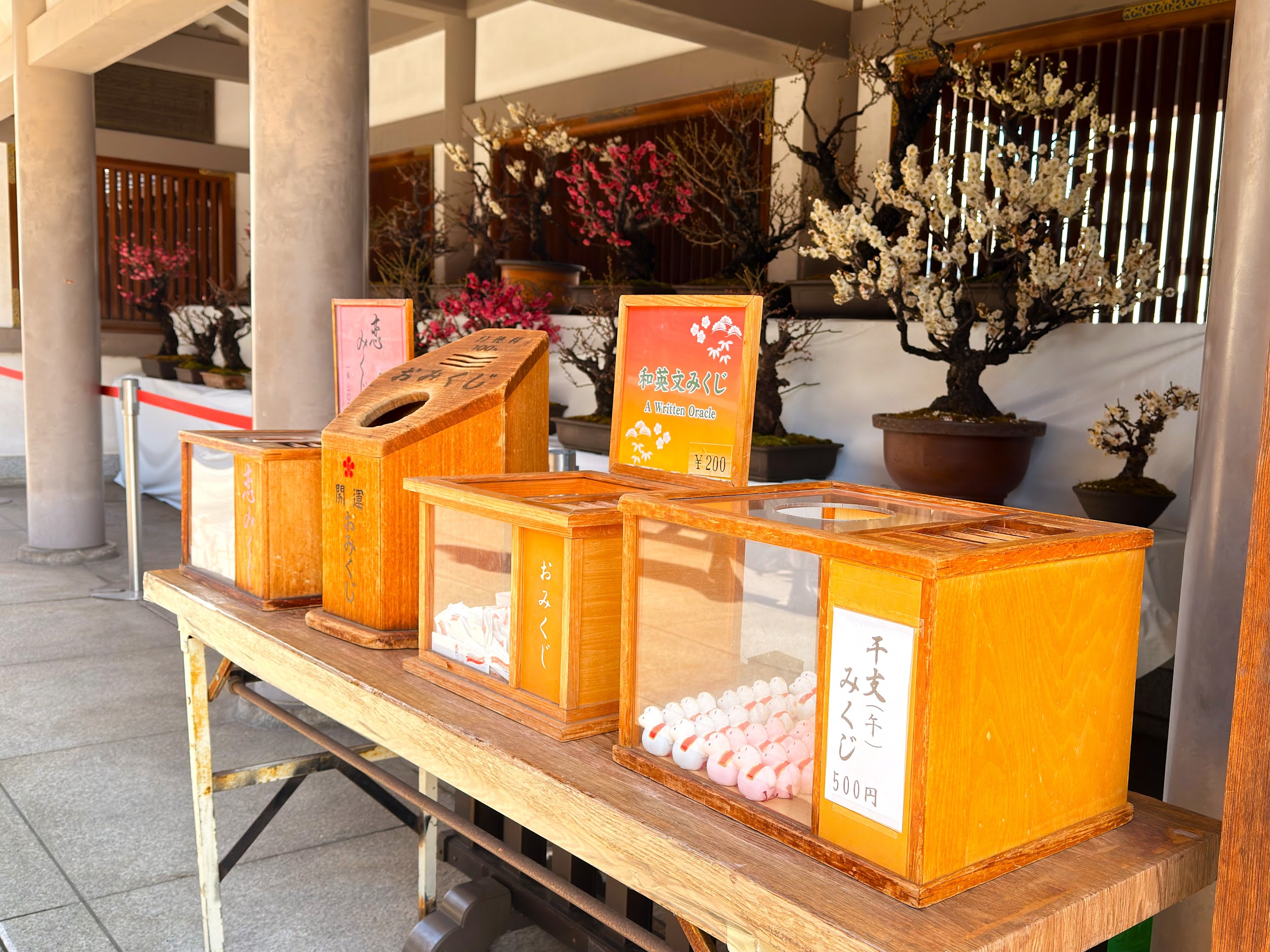湯島天満宮_梅の盆栽とおみくじ