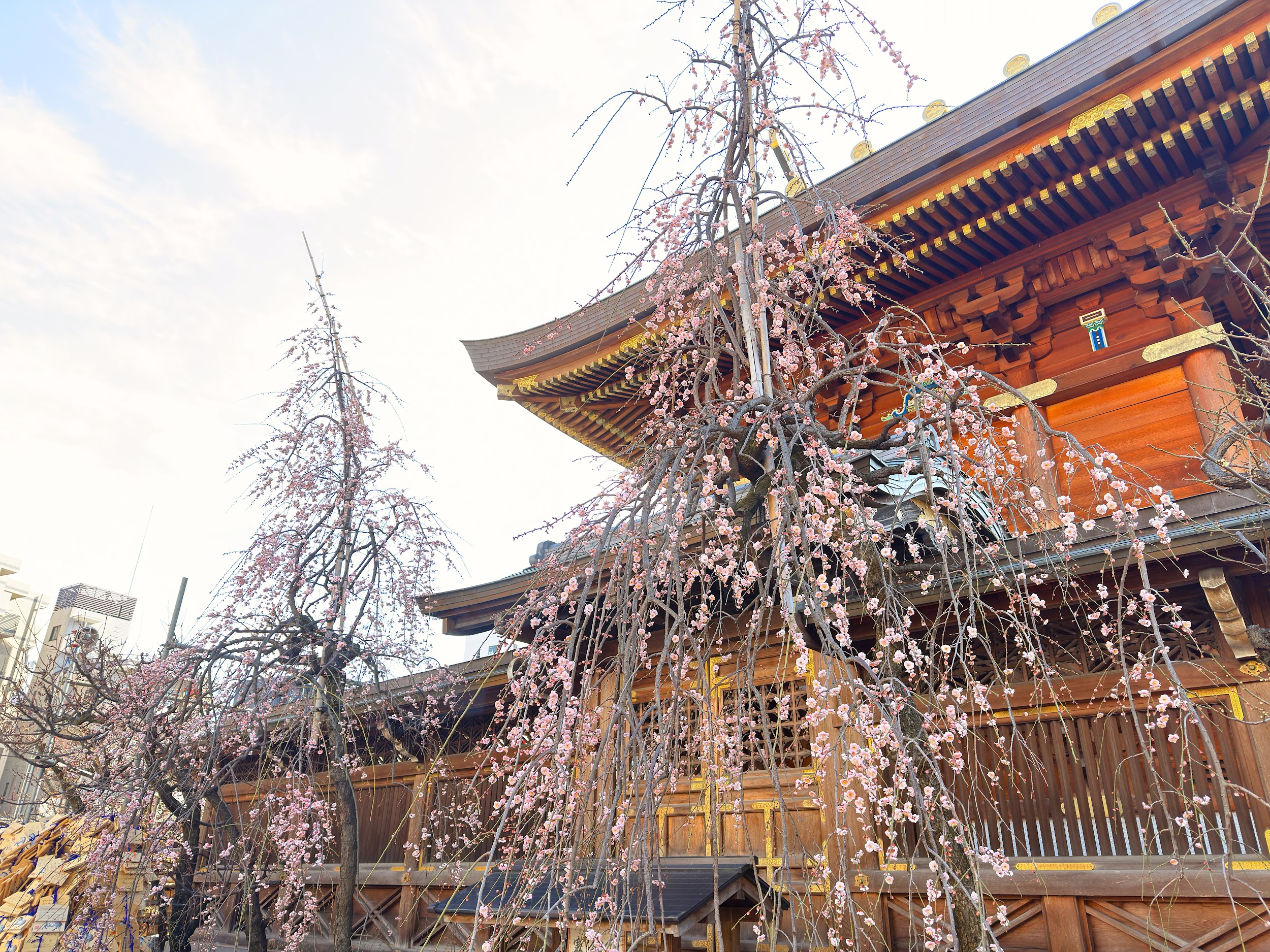 湯島天満宮_梅