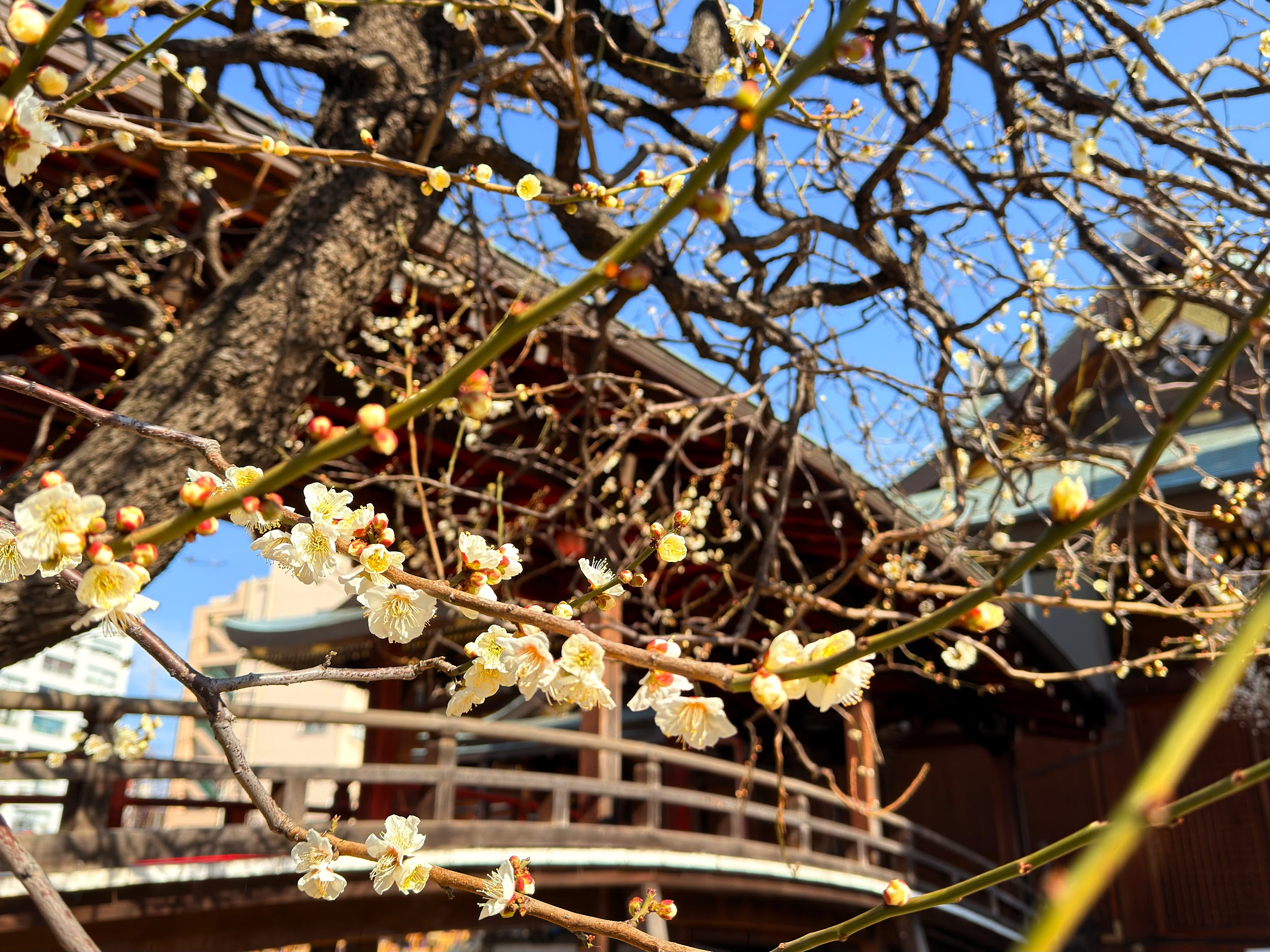 湯島天満宮_梅