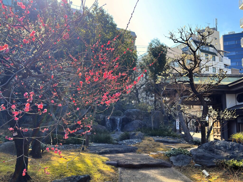 湯島天満宮_梅園