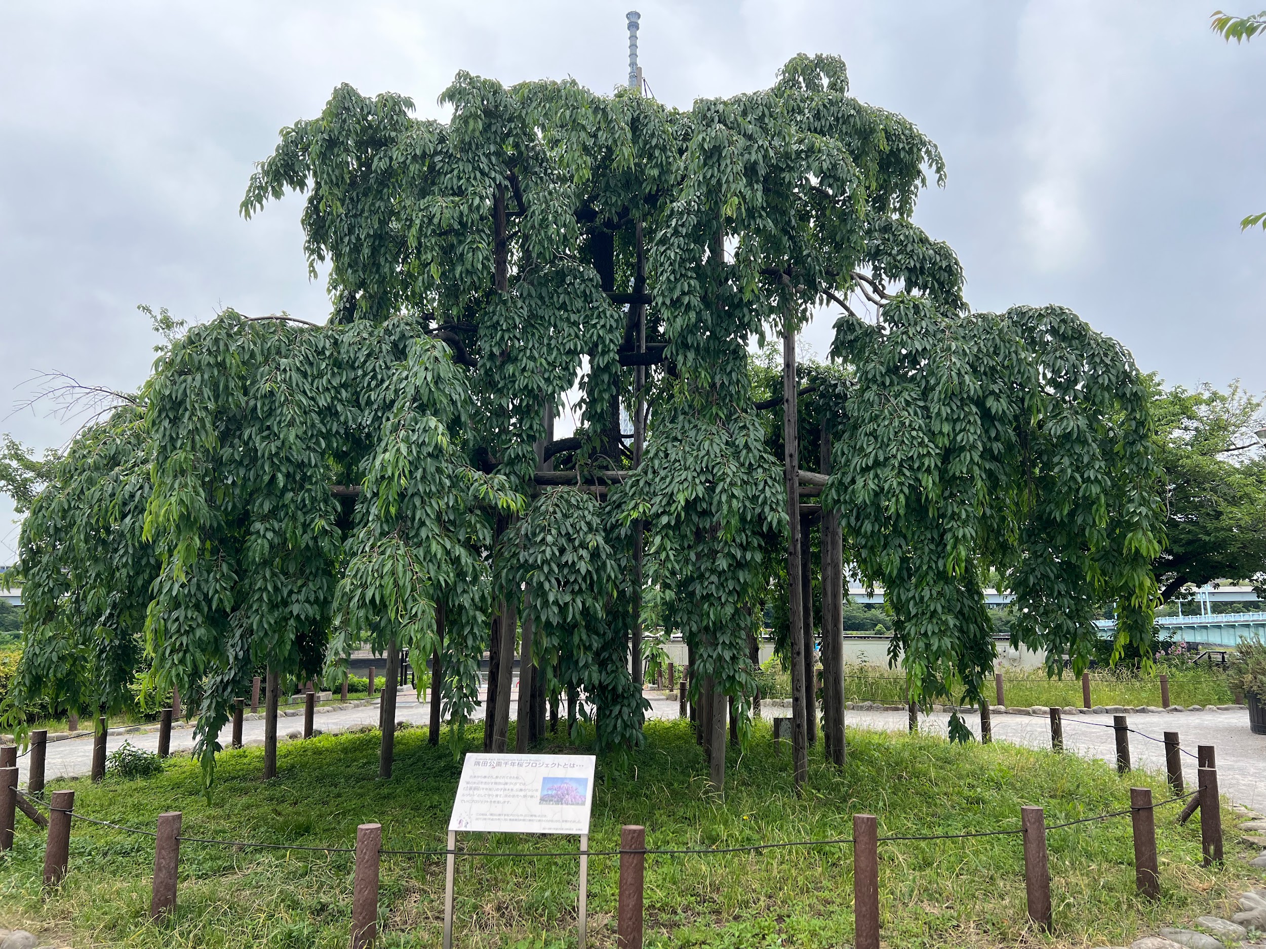 台東区立隅田公園_三春滝桜（千年桜）