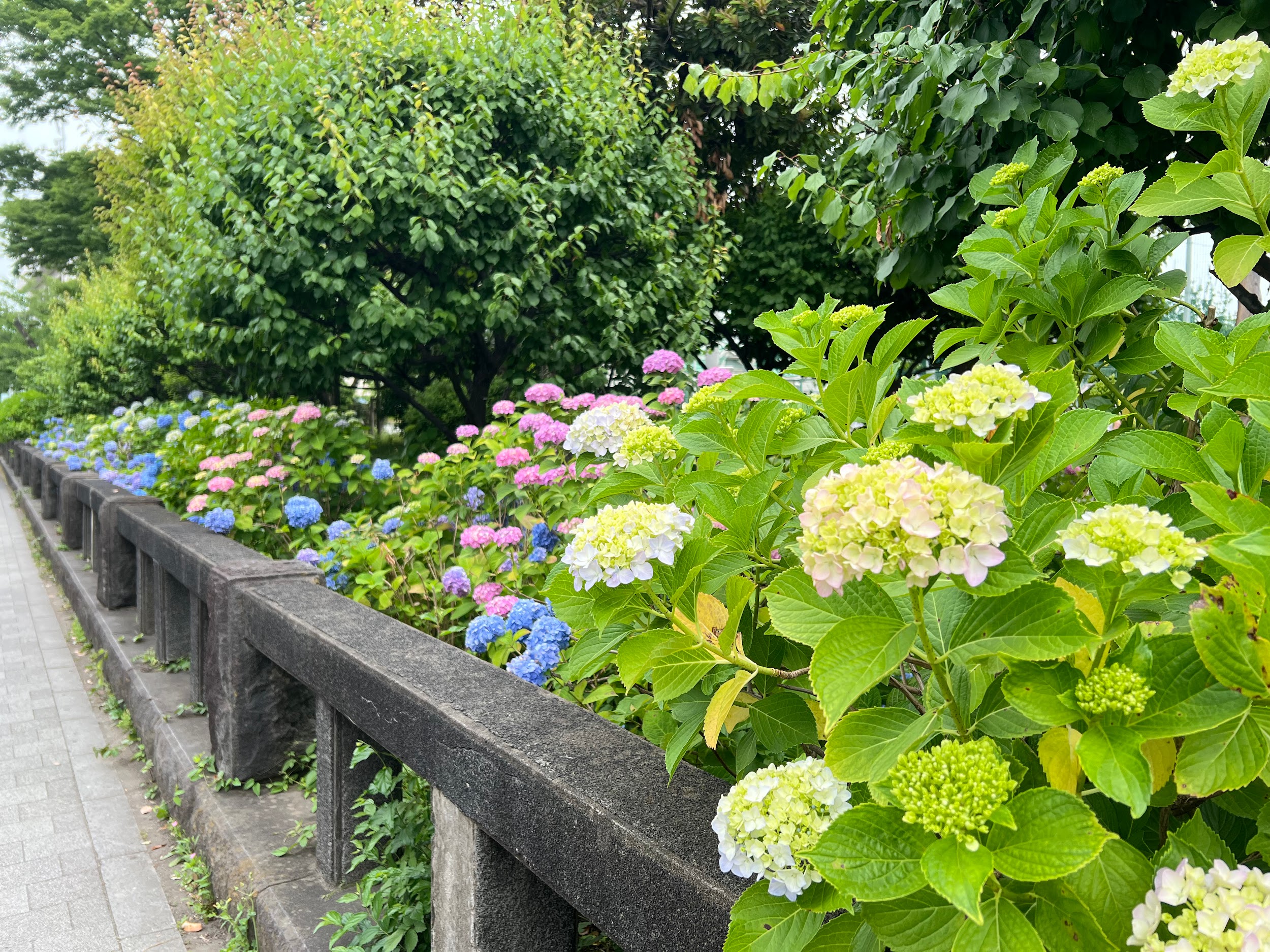 台東区立隅田公園_アジサイ